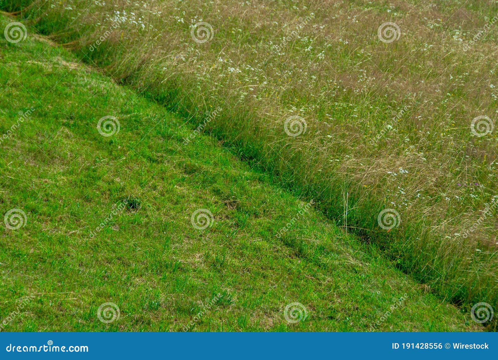 Closeup Of Mowed Grass Royalty-Free Stock Photo | CartoonDealer.com