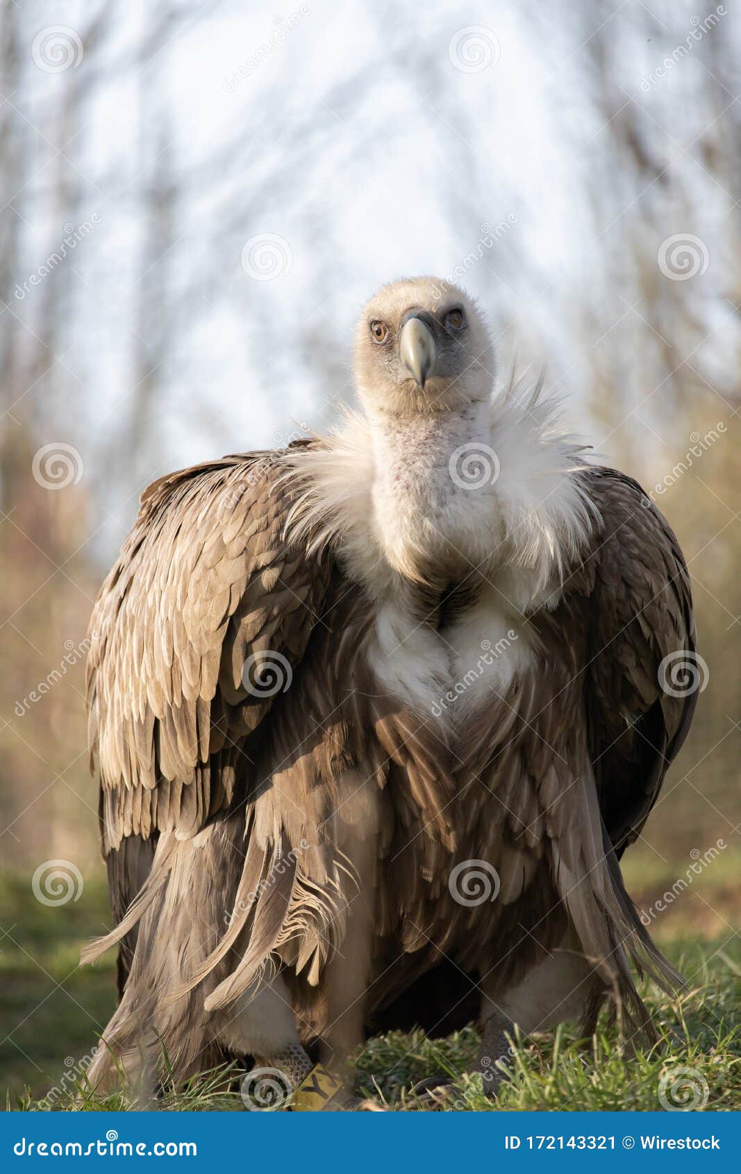 Closeup Shot of a Fierce Looking Vulture with a Beautiful Display of ...