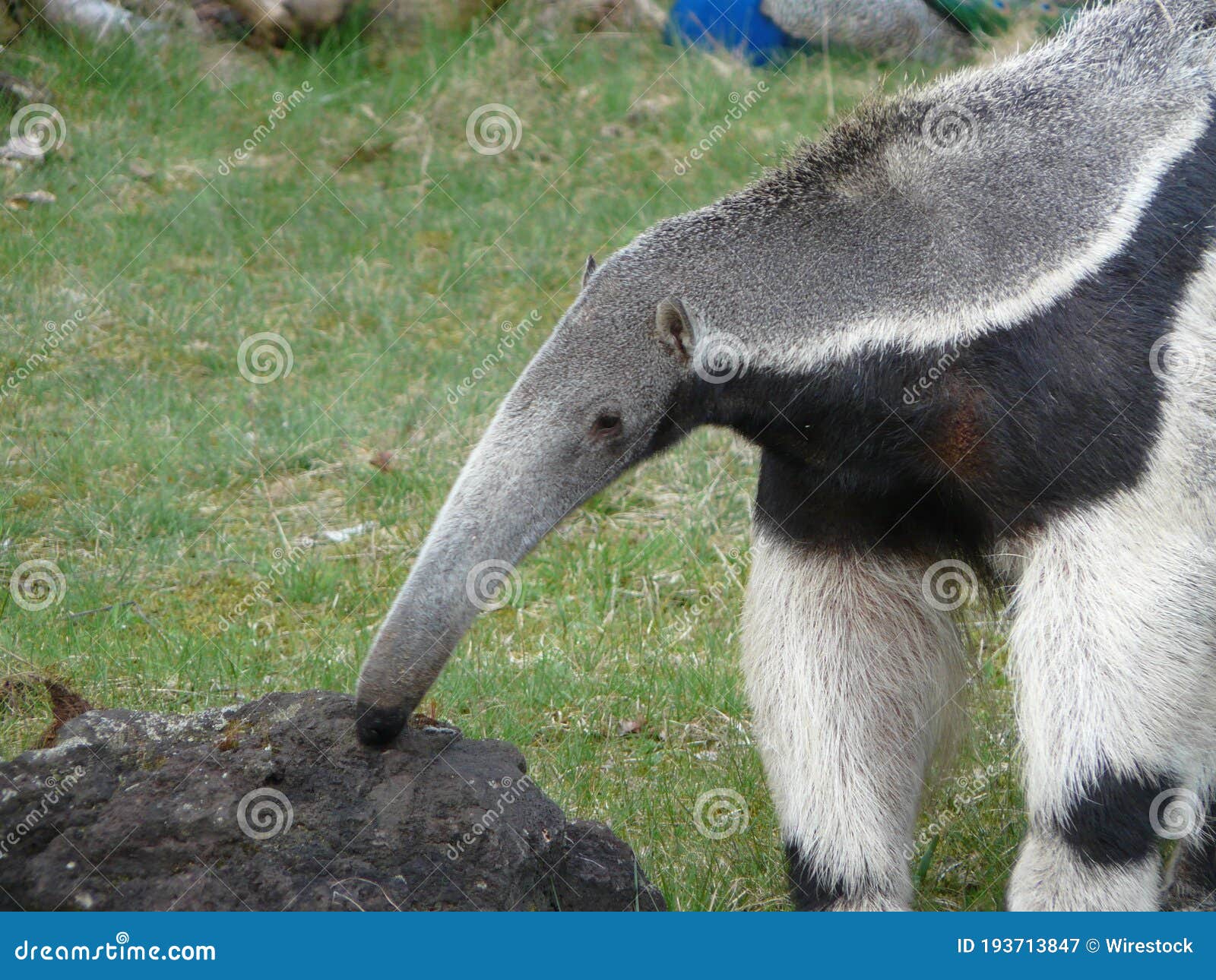 Giant Anteater Hug Pose Stock Photo 1122199469