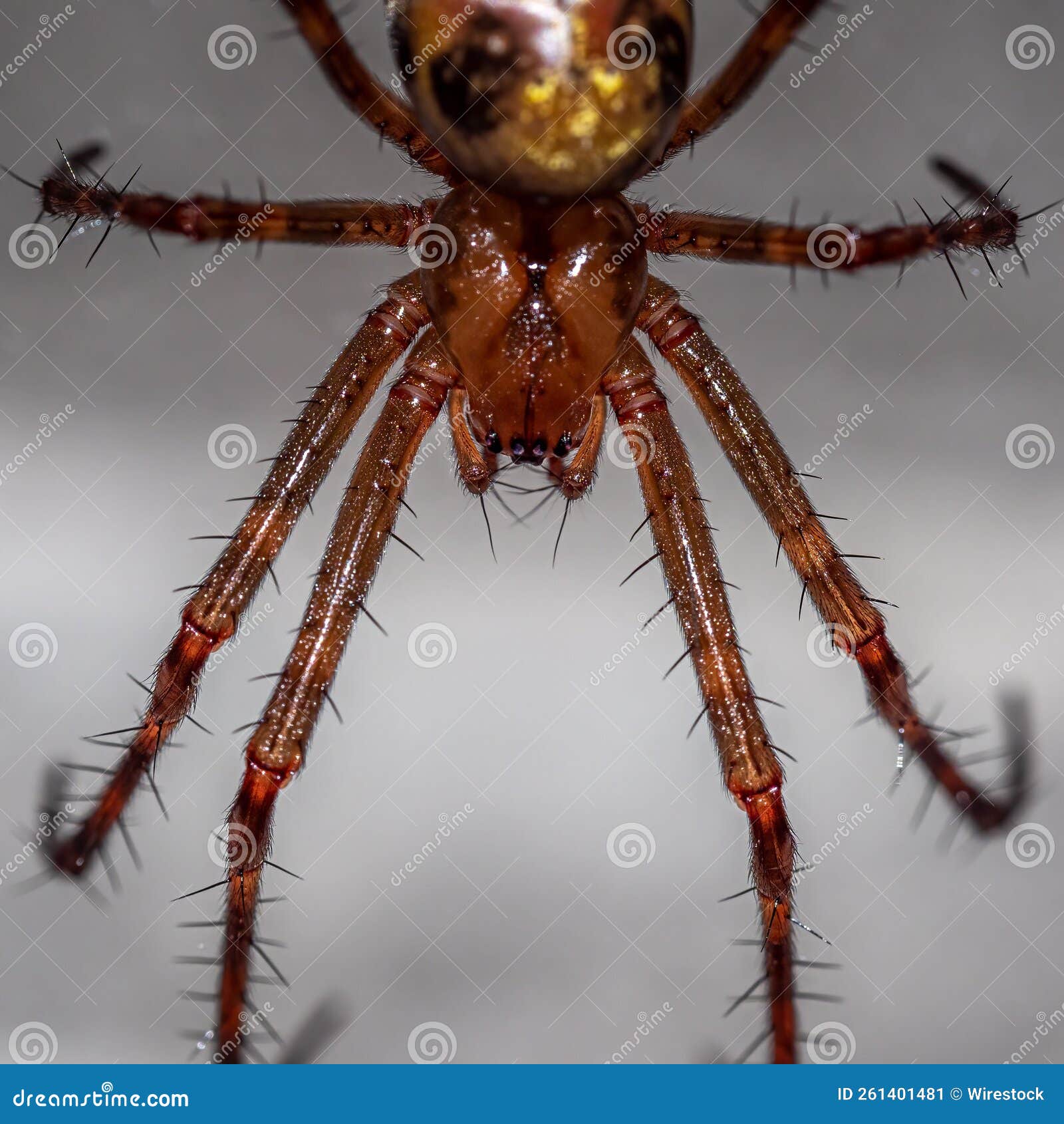 giant cave spider