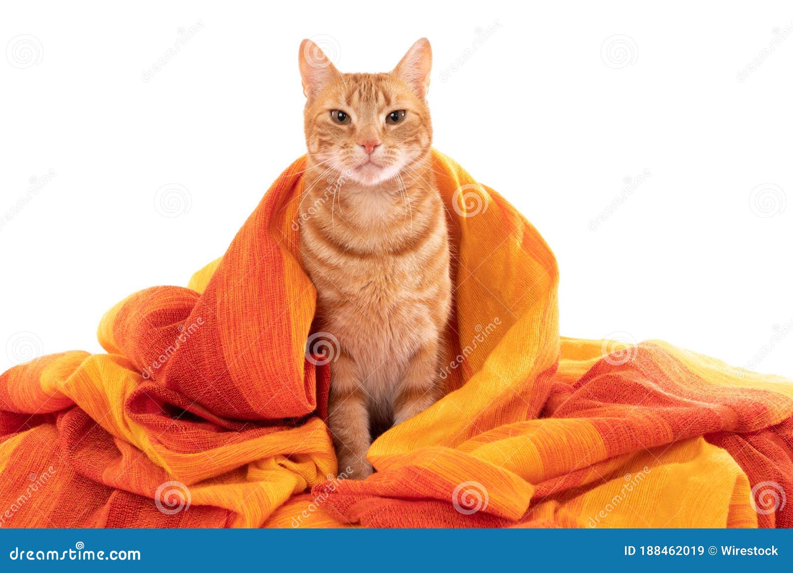 orange cat blanket