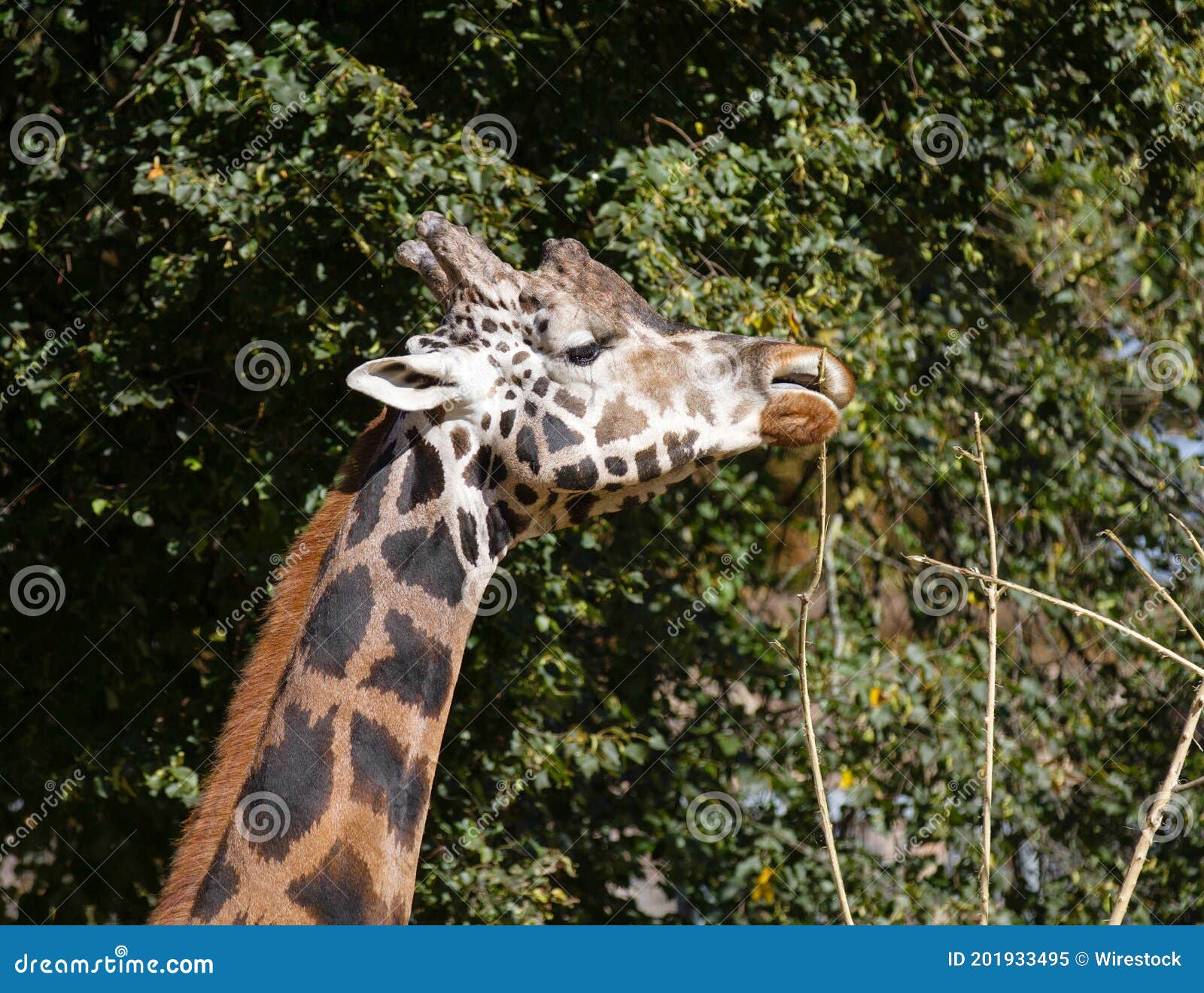 Giraffe, Reaching Up And Eating Leaves From A Tall Tree At Port Lympne