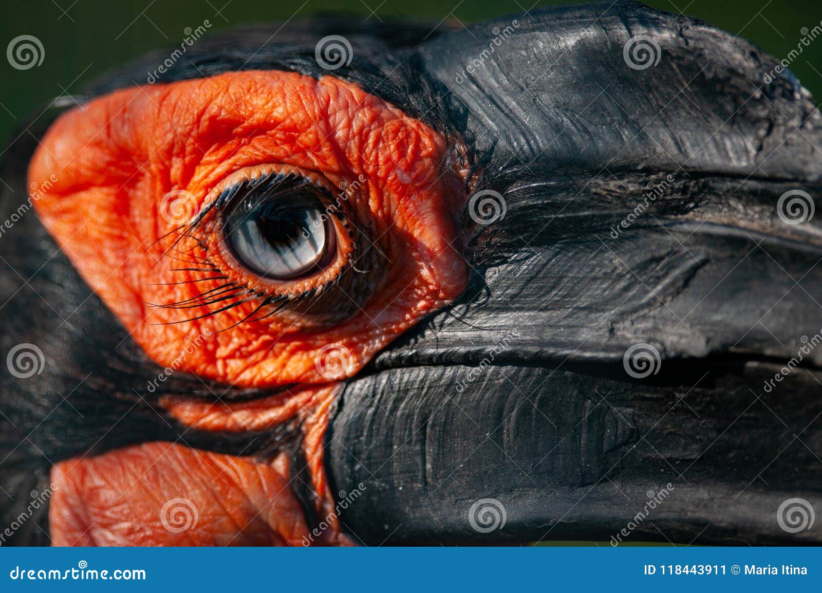 Closeup Shot Of A Gorndbill Stock Image Image Of Raven