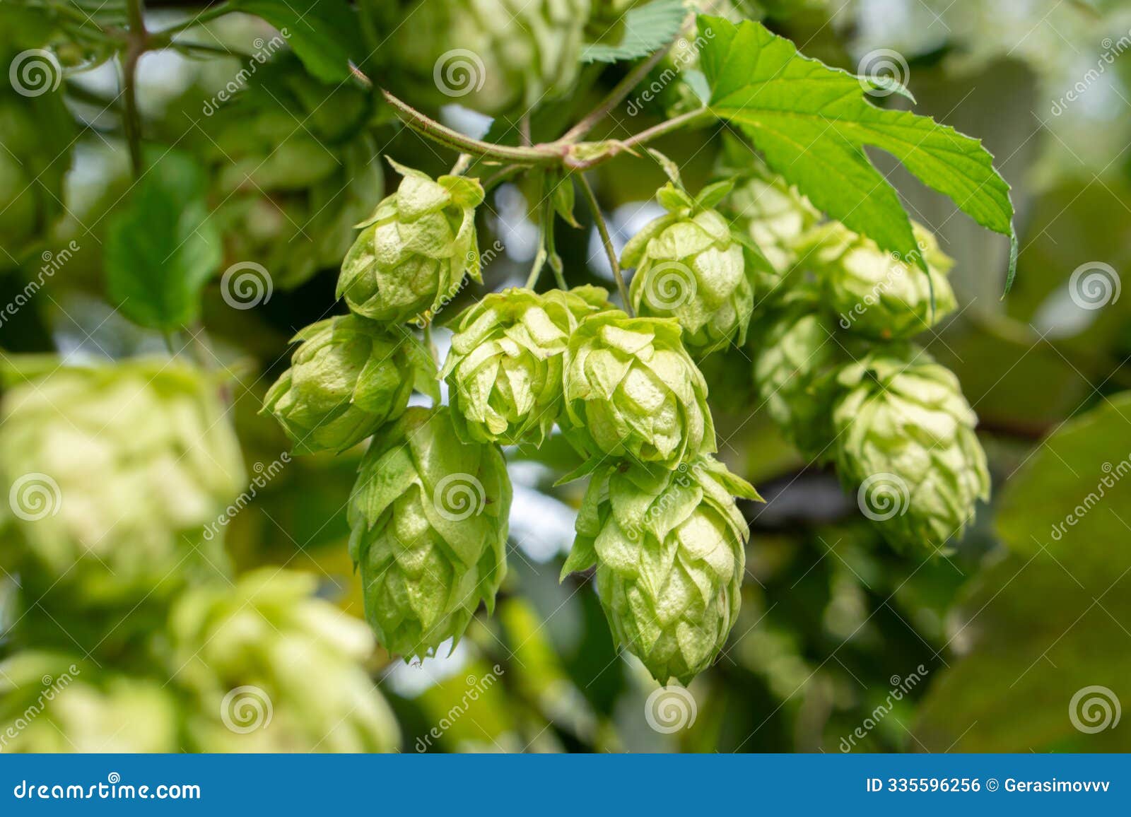 closeup shot of green hop cones hanging on a branches