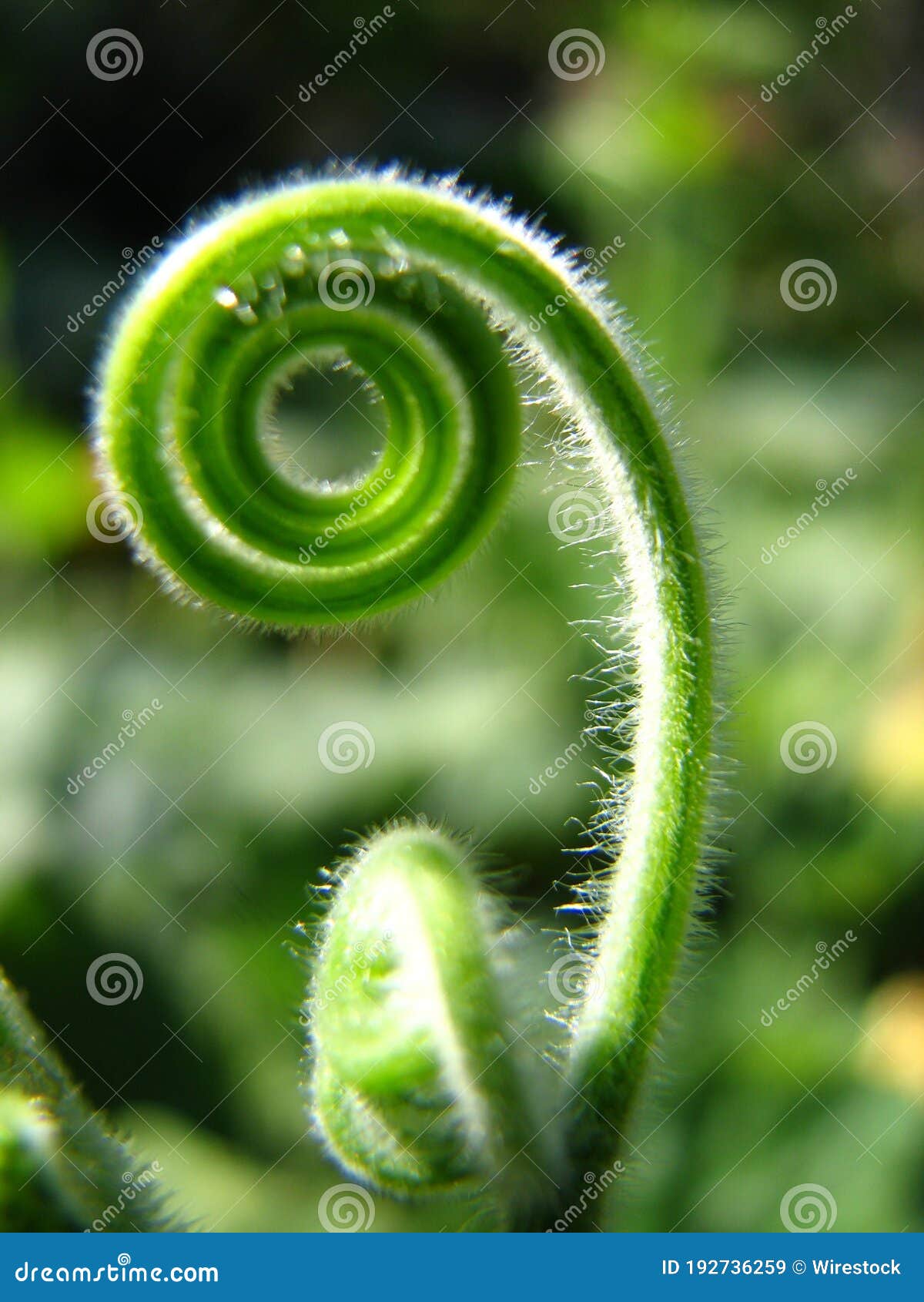Closeup Shot of Green Spiral Plant with Thorns Stock Image - Image of gardening, spring: