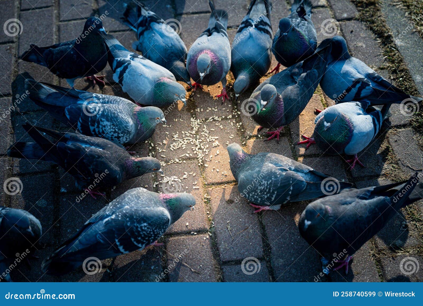 Big Group Of Pigeons Walking On Ground.Crowd Of Pigeon On The Walking
