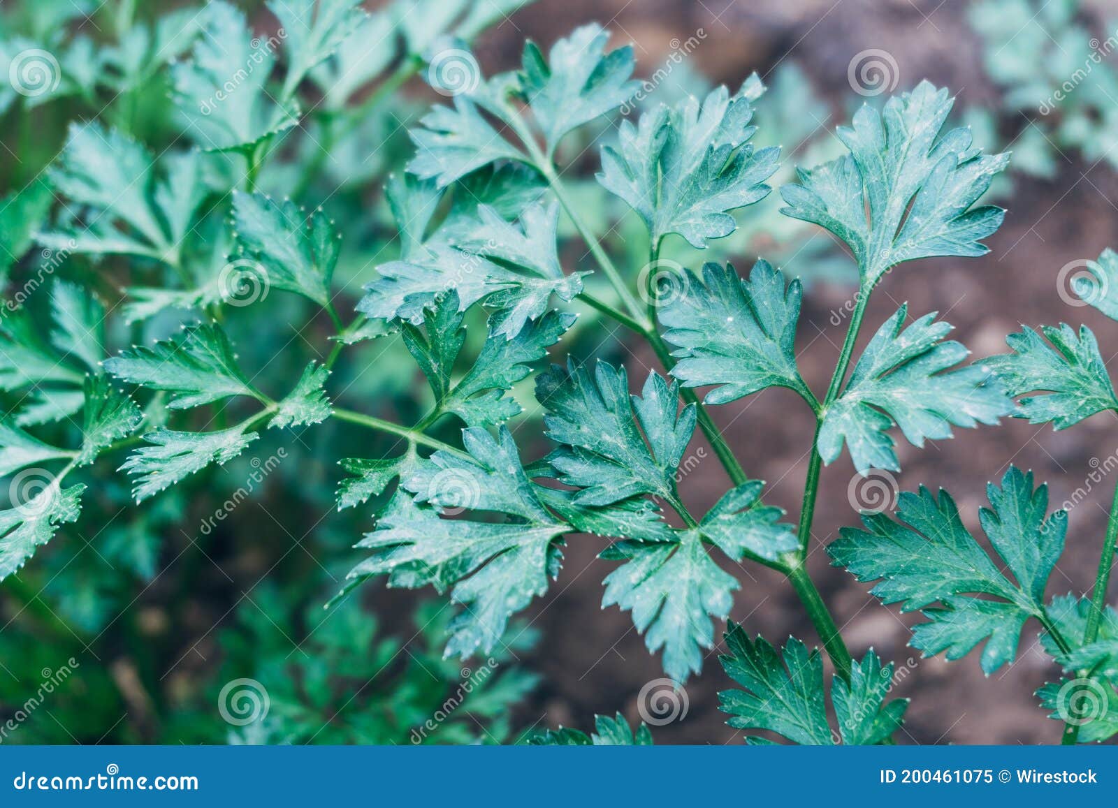 Closeup Shot of Growing Wild Parsley Stock Image Image of parsley