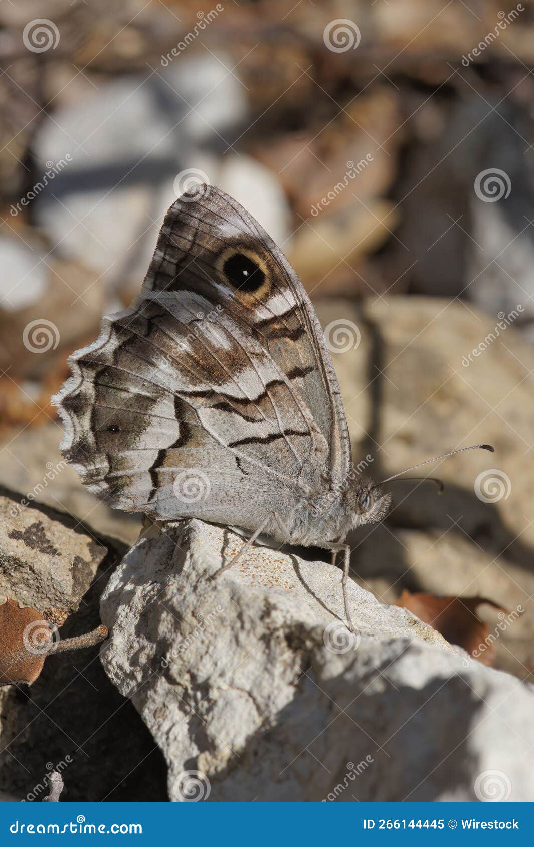closeup shot of the hipparchia fidia - striped grayling butterfly on a rock