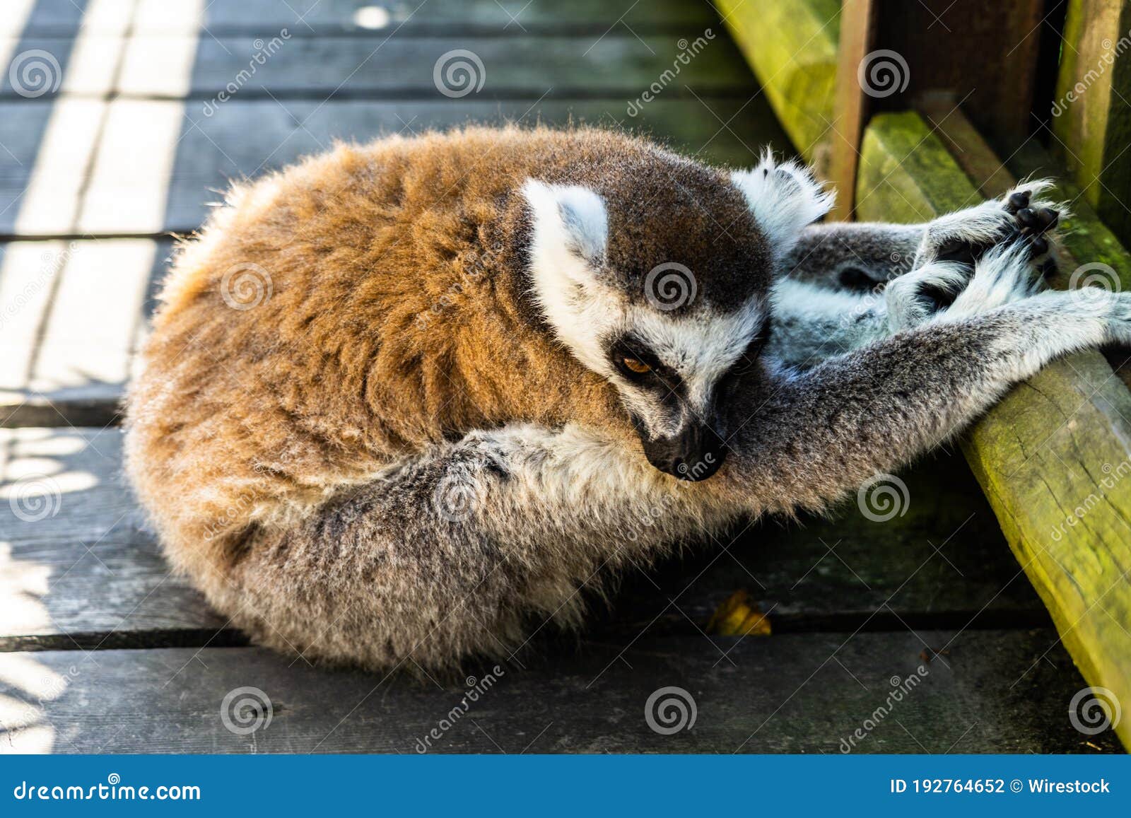 Closeup Shot of a Lemur Laying on the Ground in the Zoo Under the