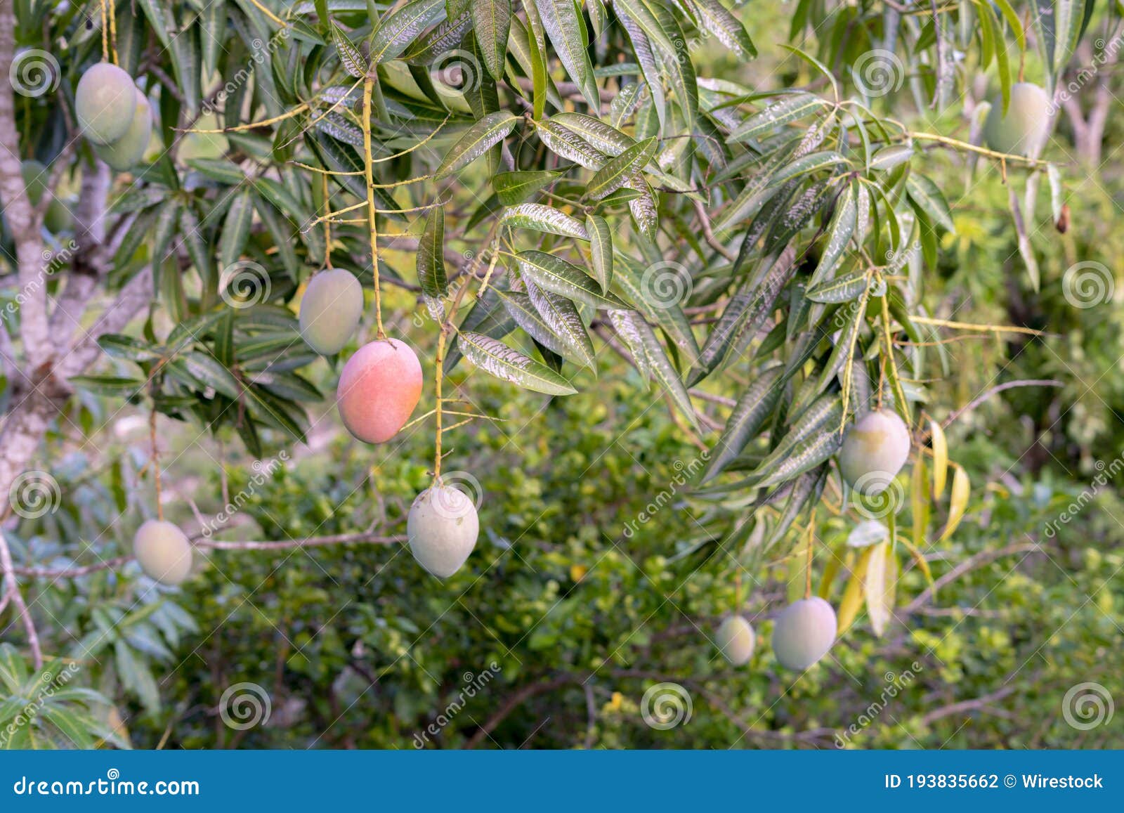 Closeup Shot of Mangos on Tree Stock Photo Image of close, nature