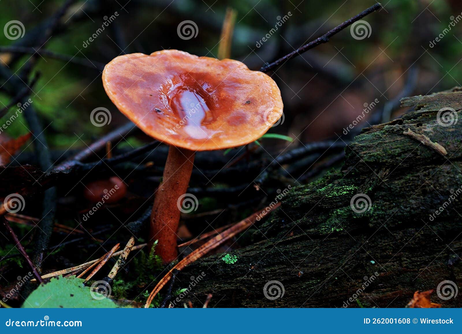 closeup shot of a mushroom in a forest near the town of lemele in salland the netherlands