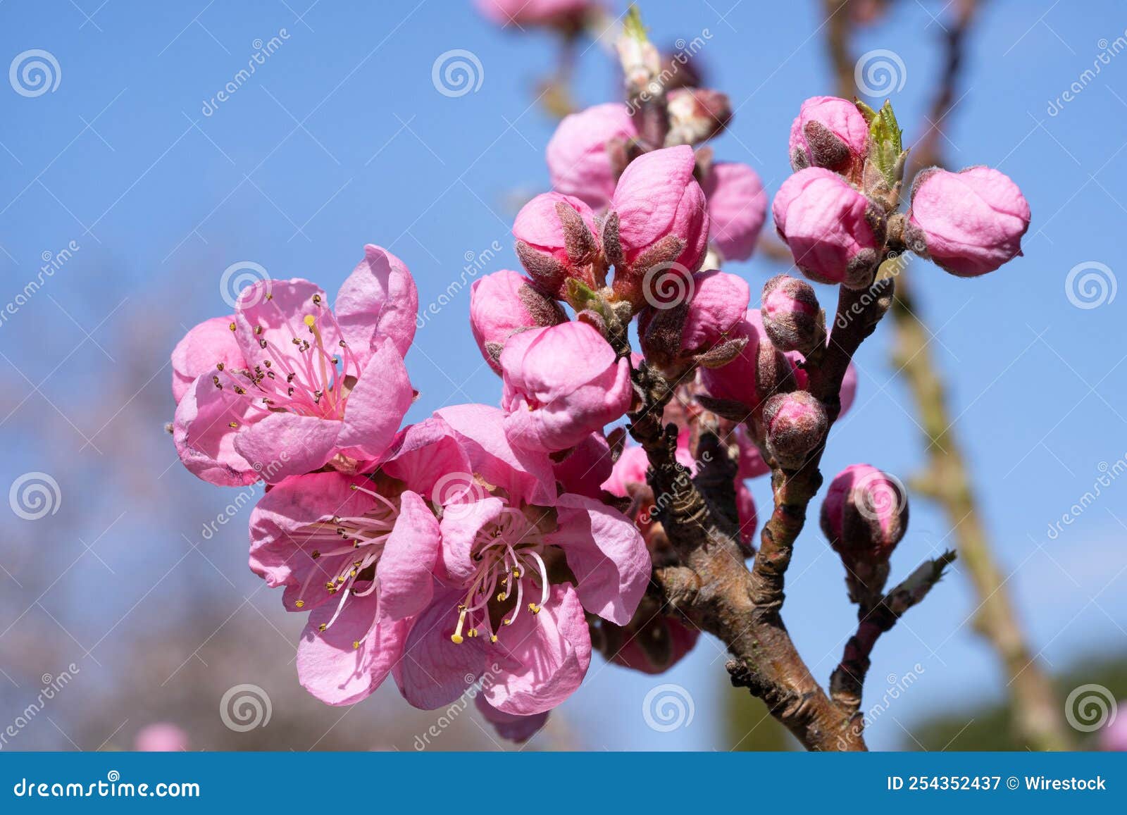 Closeup Shot of the Nectarine Tree(Prunus Persica) Stock Image Image