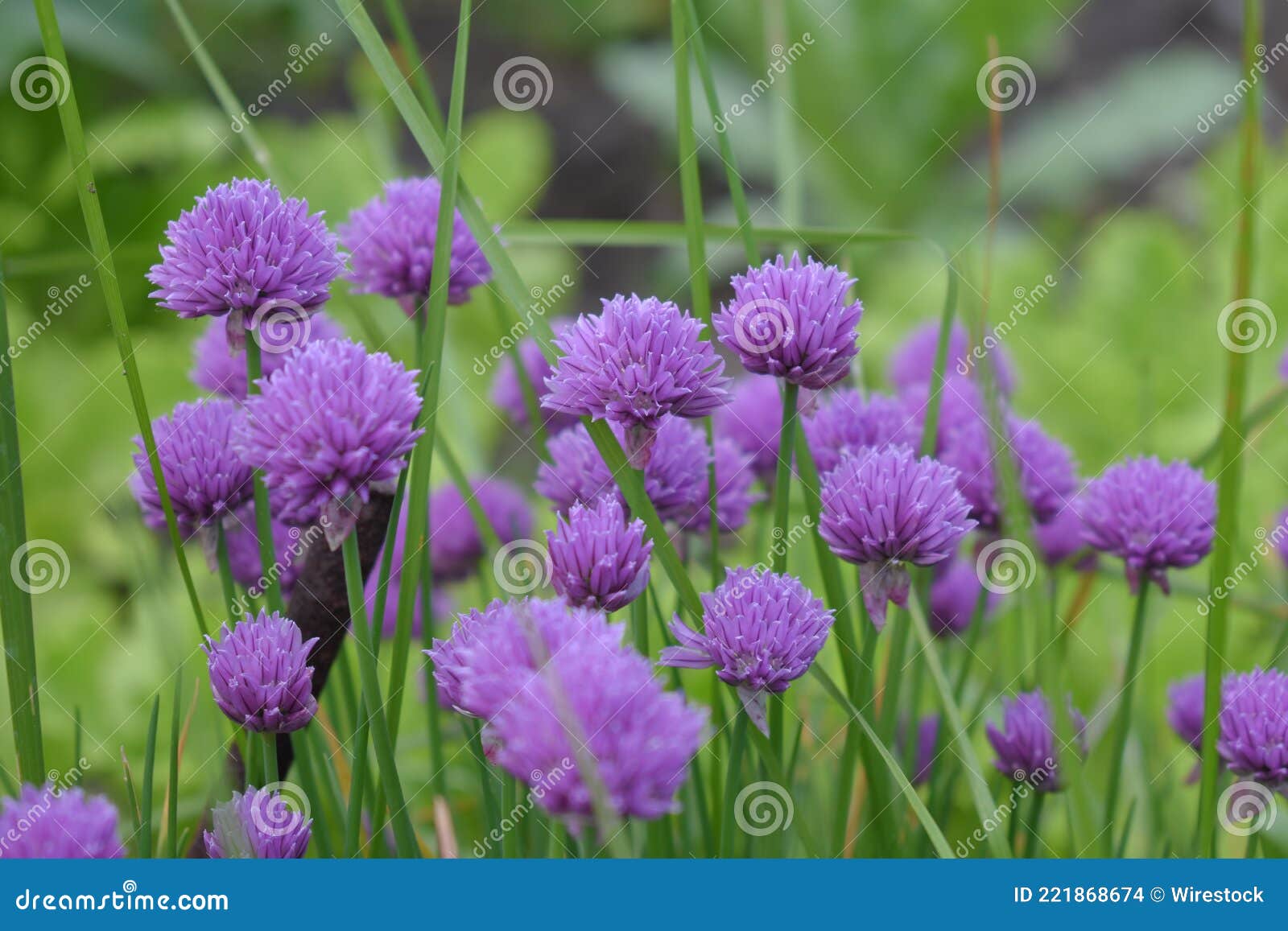 Closeup Shot of Onion Chive Flowers in the Meadow Stock Photo Image