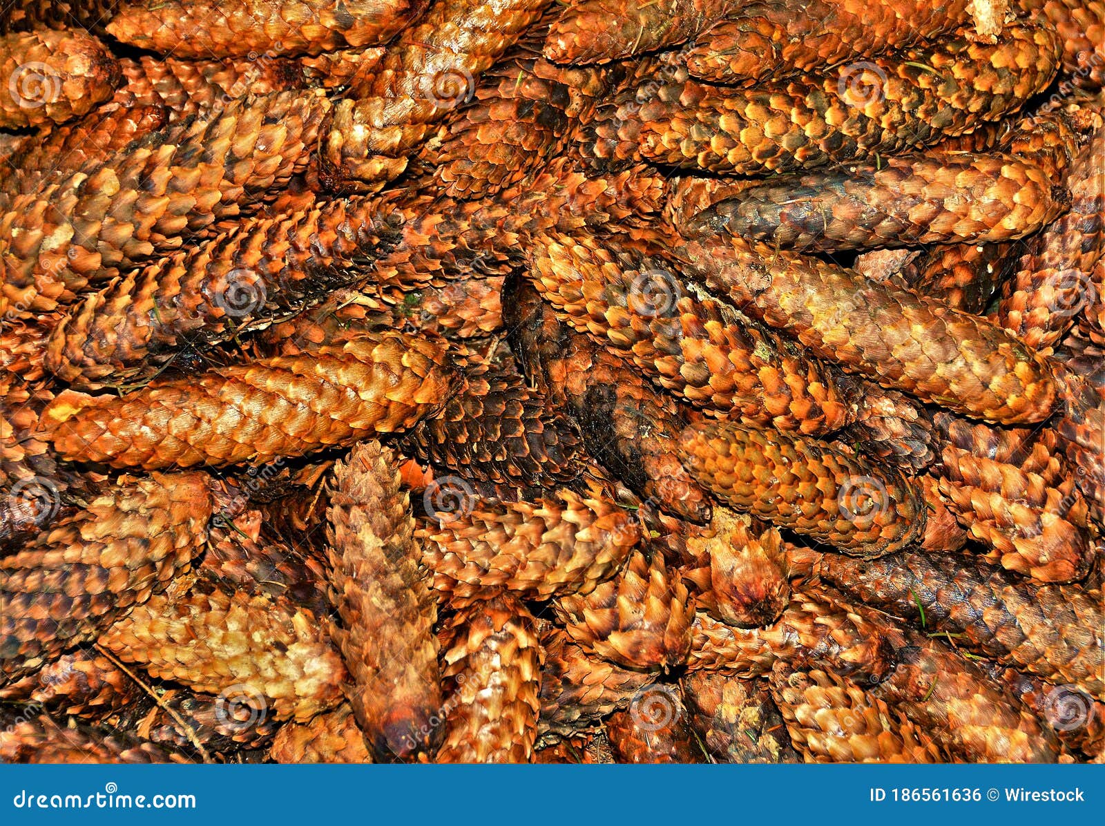 Closeup Shot of a Pile of Dry Pine Cones Stock Photo Image of xmas