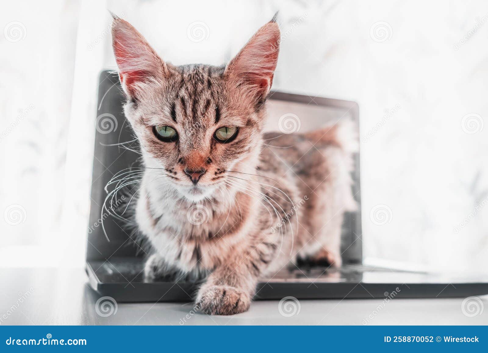 Pixie Bob Cat Stock Photos - Free & Royalty-Free Stock Photos from  Dreamstime