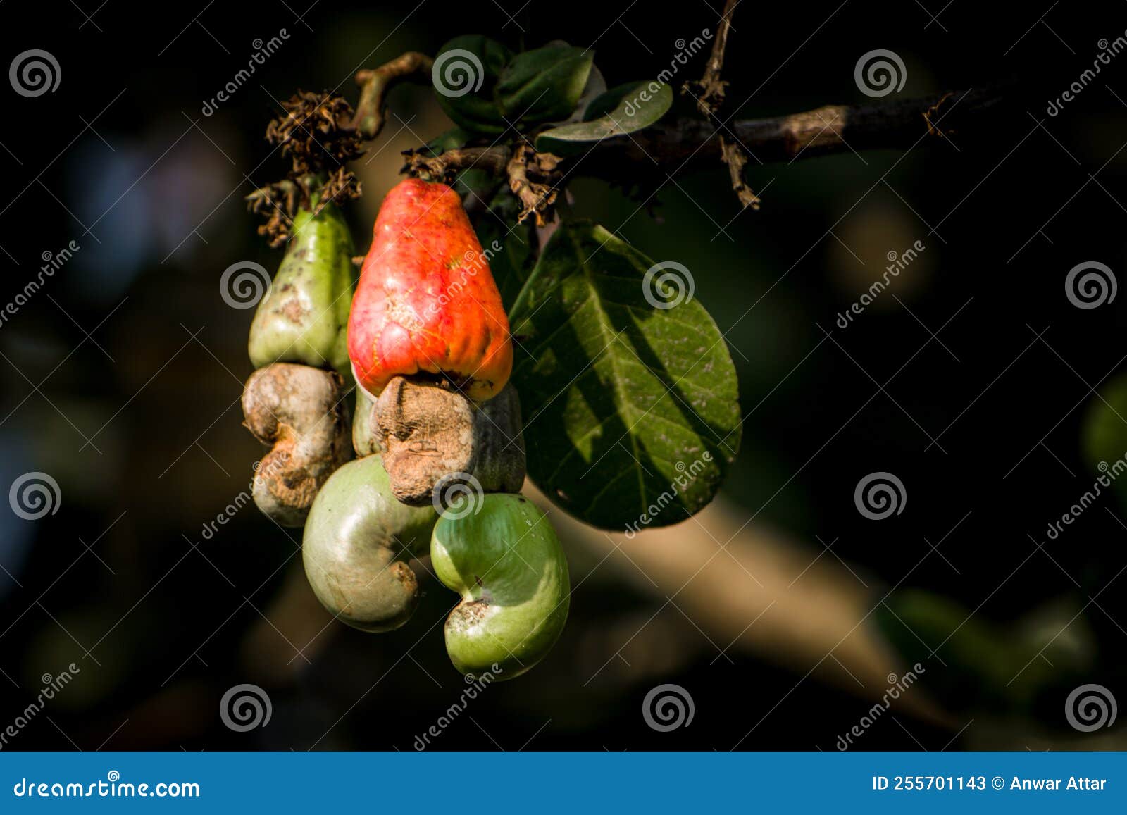 closeup shot of raw cashewnuts hanging on the branch with its fruit