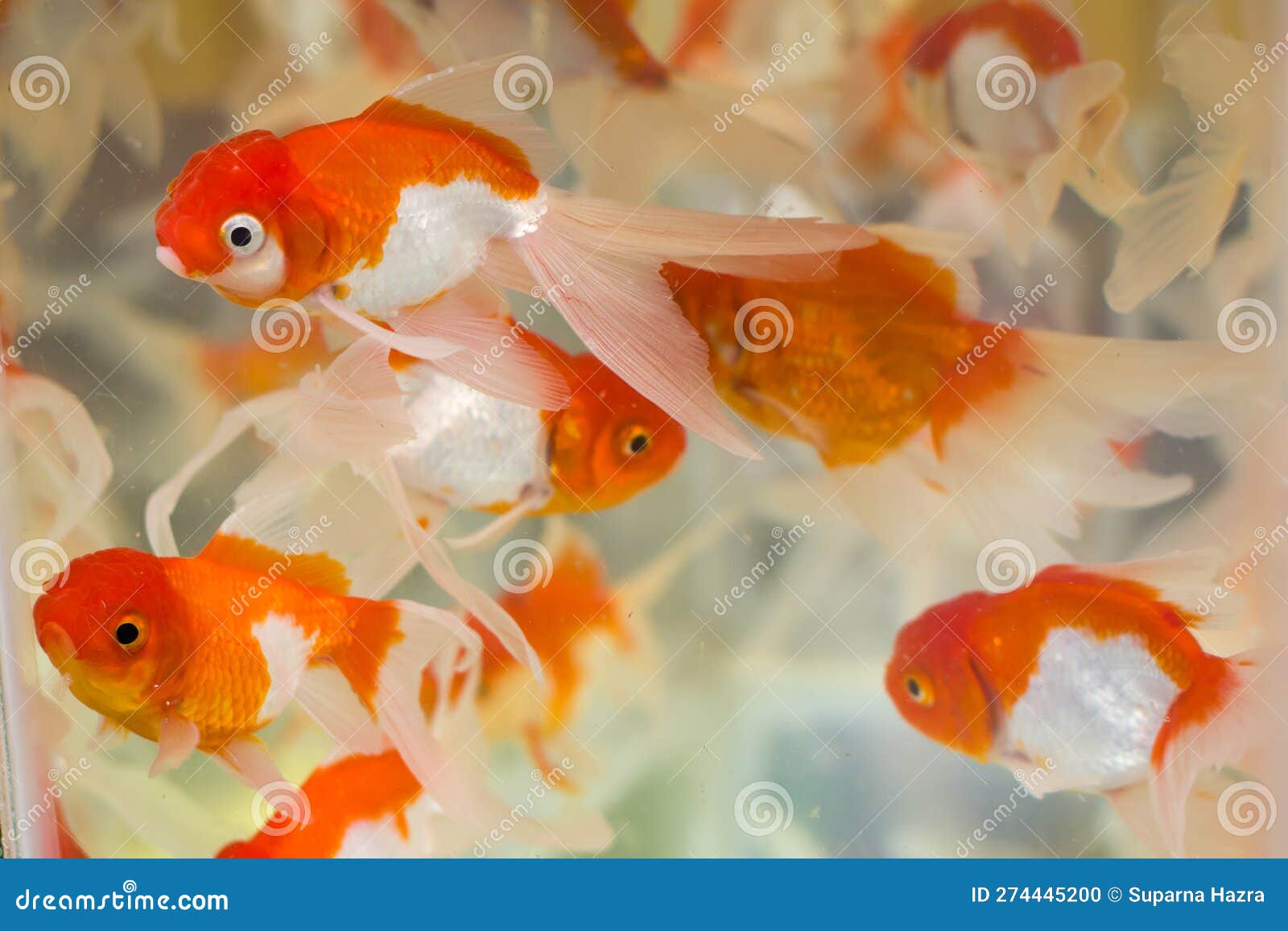 Closeup Shot of Red Cap Oranda Goldfish Kept in an Aquarium of Pet Shop or  Fish Store. this Popular Ornamental Fish Has Silver Stock Photo - Image of  swimming, white: 274445200