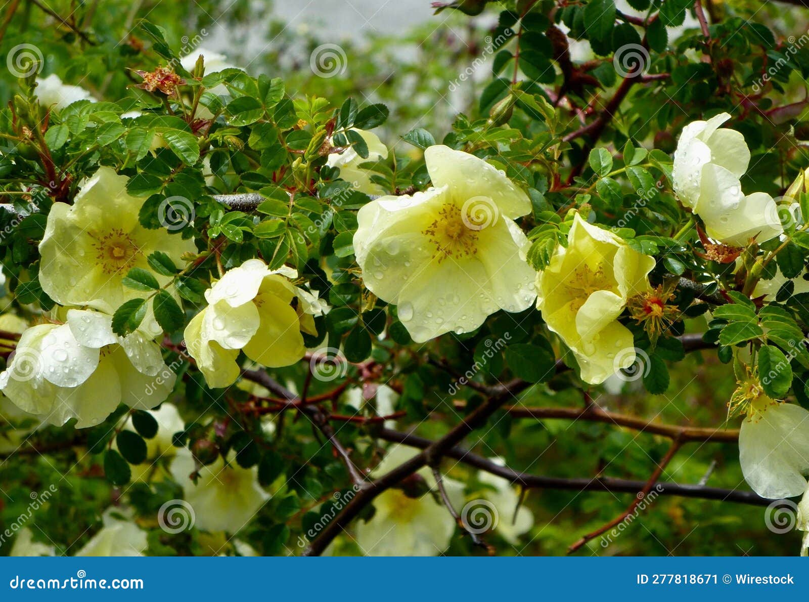 closeup shot of rosa xanthine flowers growing on a tree branch.
