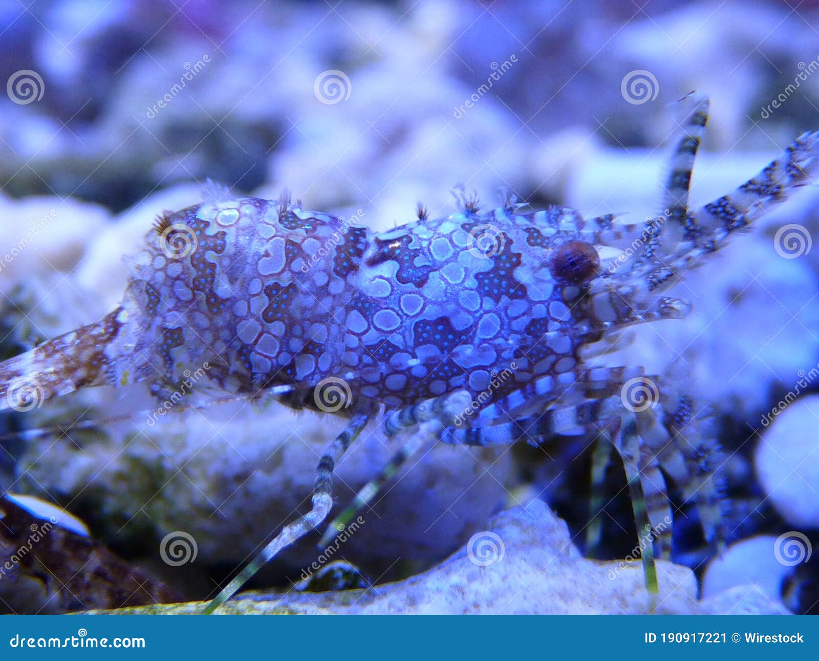 closeup shot of the saron marmoratus shrimp   in the fish tank