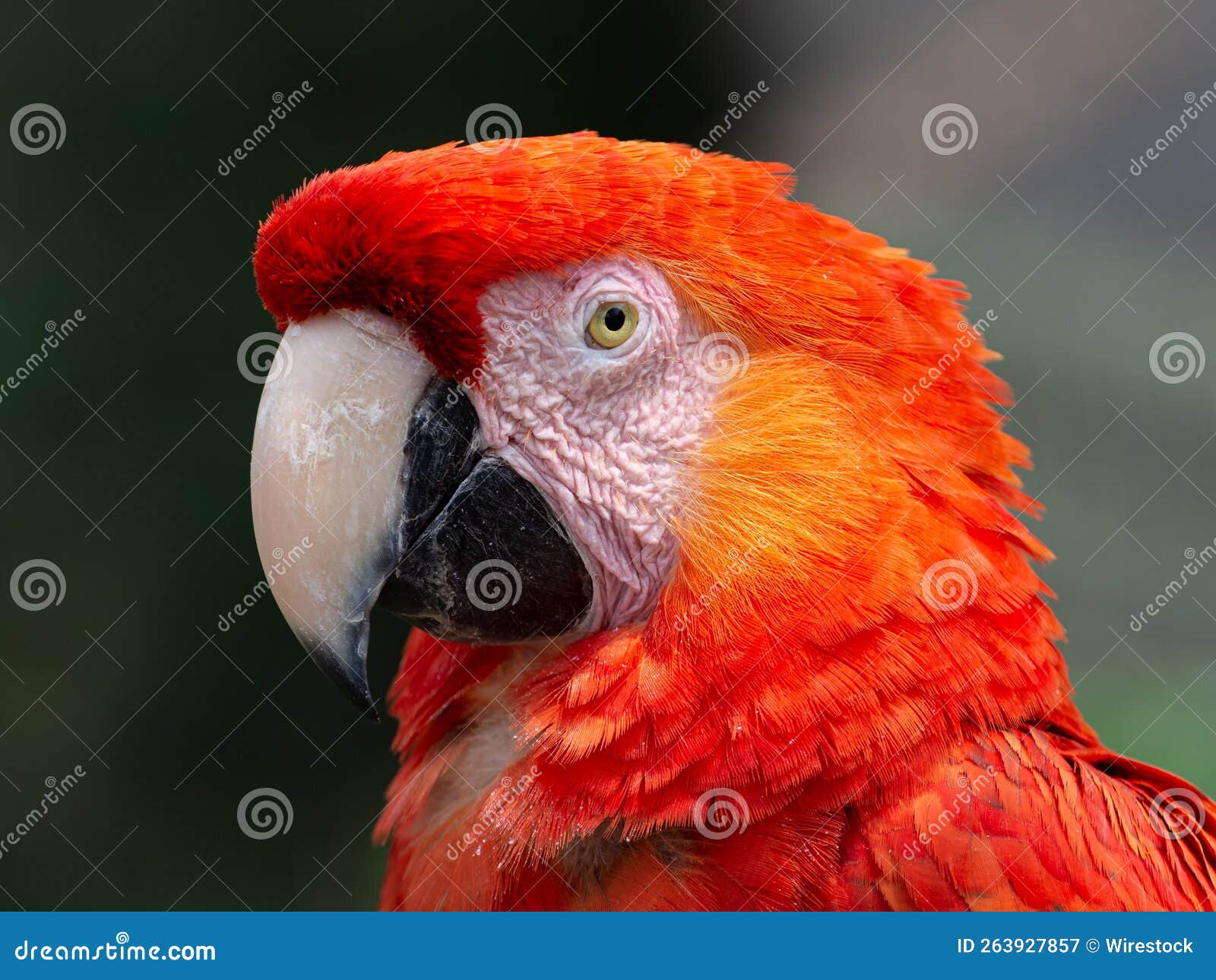 Closeup Shot Of A Scarlet Macaw In Santa Cruz De La Sierra Bolivia