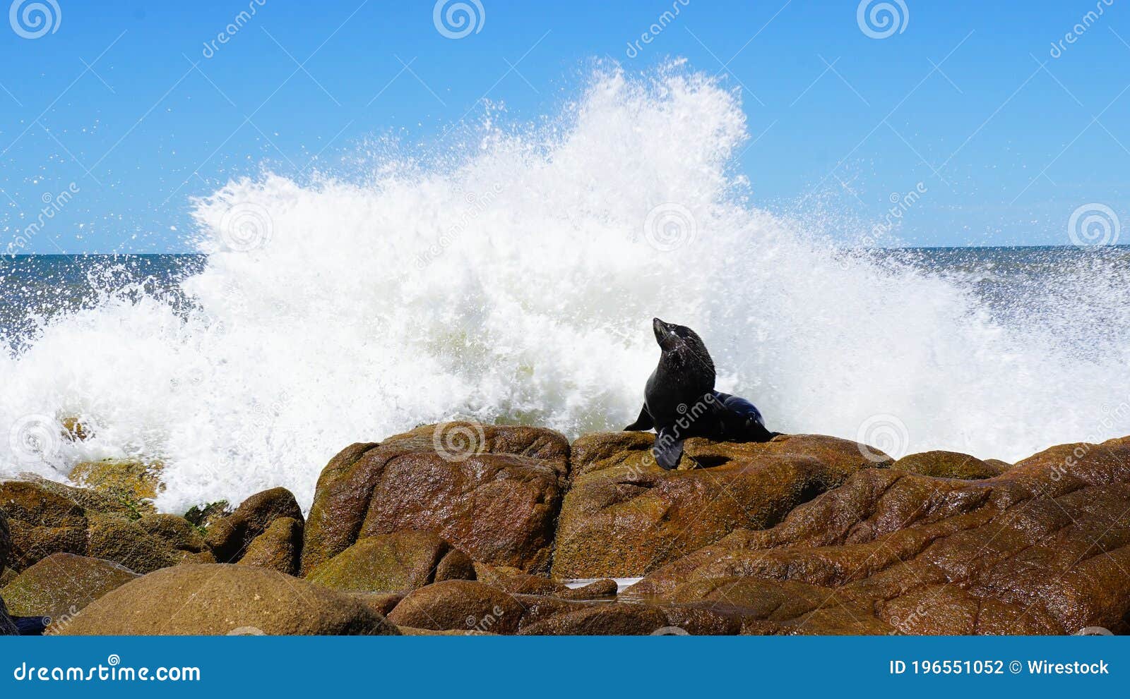 Seal On The Rocks RoyaltyFree Stock Photography