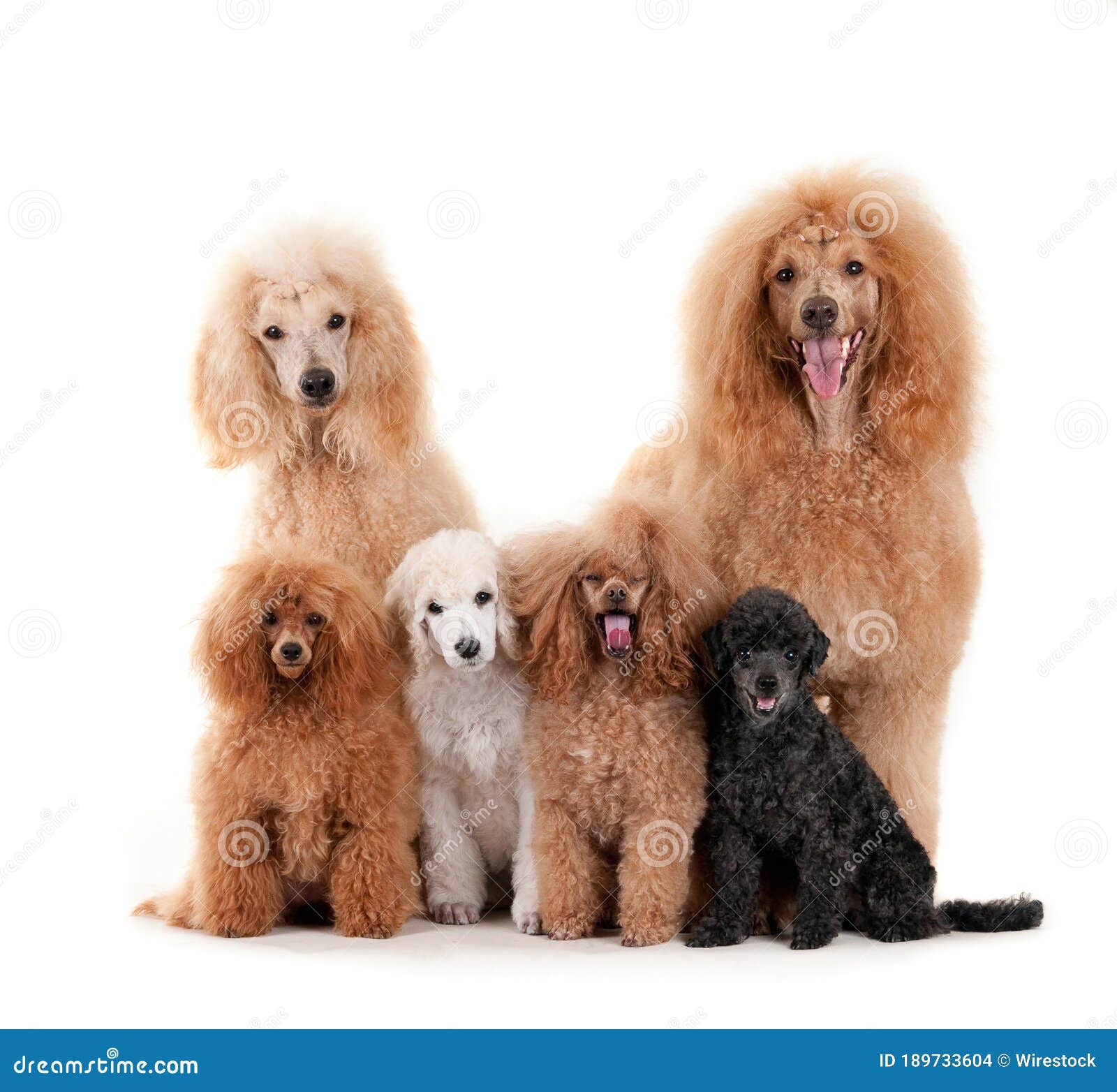 closeup shot of standard poodles family  on white background
