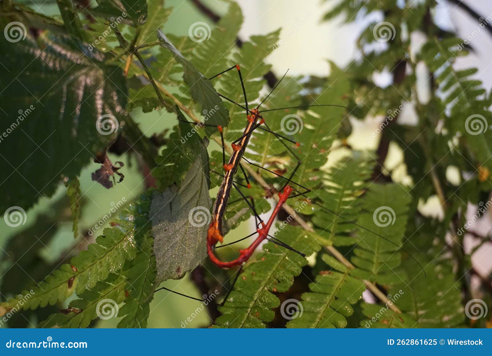 closeup shot of a stick insect in a tree - oreophoetes peruana