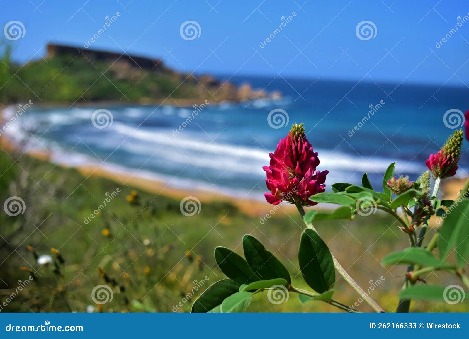 closeup shot of sulla coronaria flowers in full bloom near ghajn tuffieha bay in malta