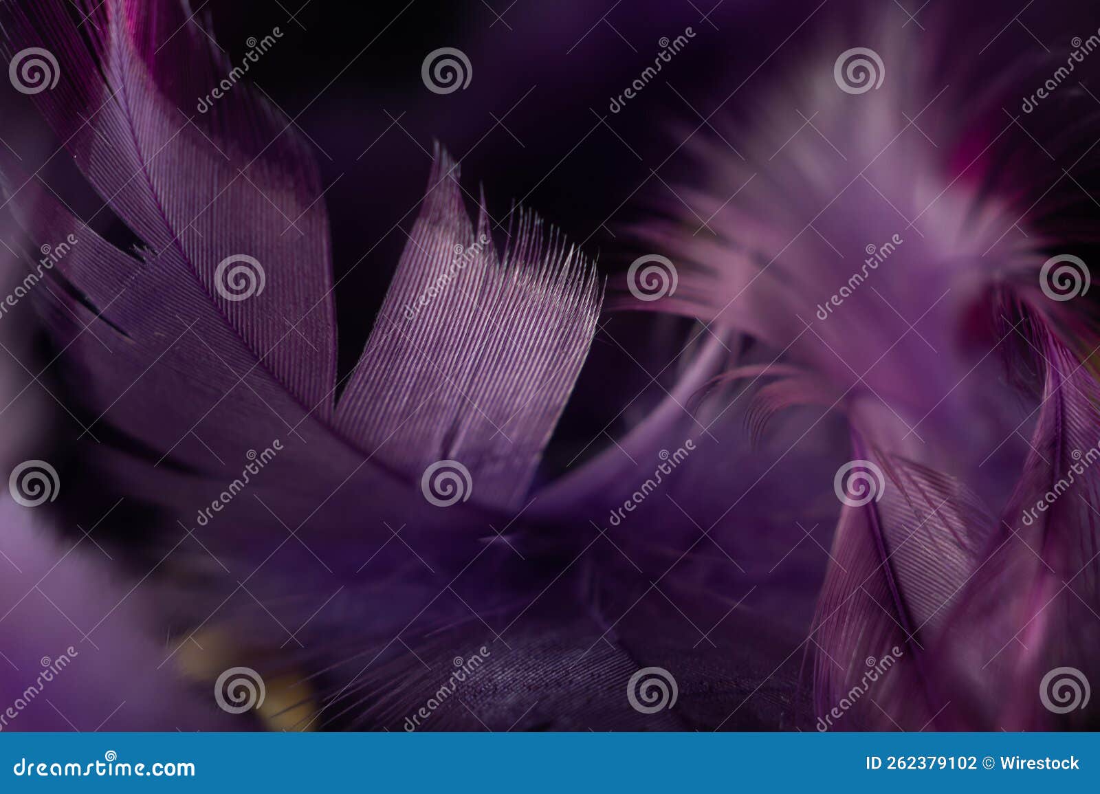 Closeup shot of textured purple feathers on a dreamcatcher Stock Photo by  wirestock