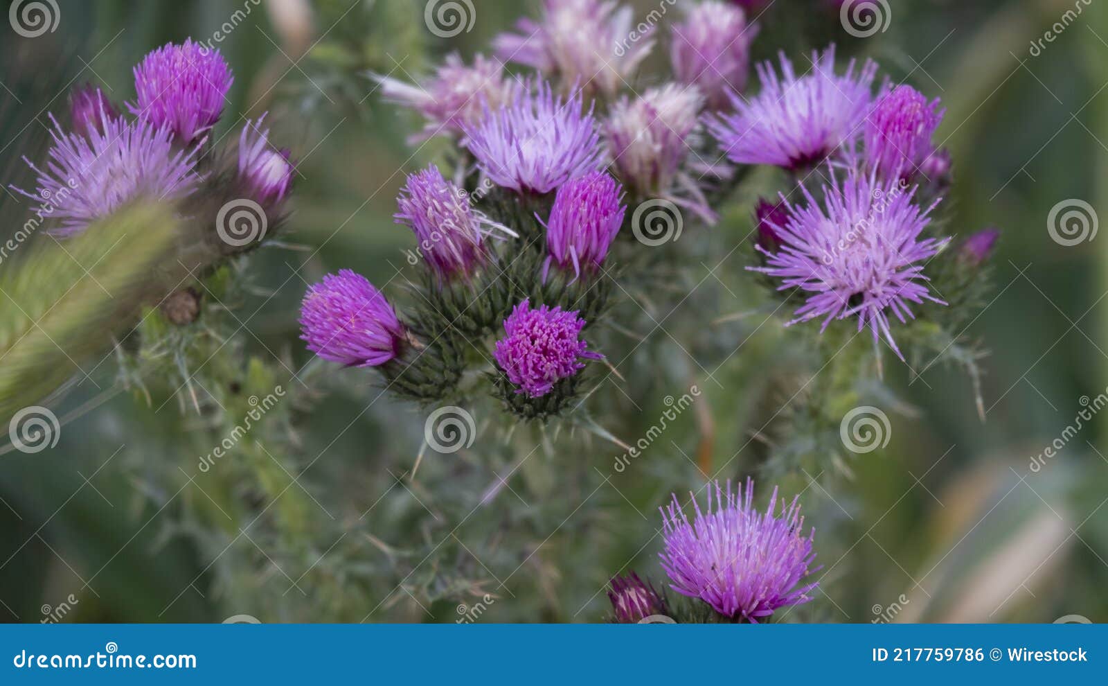 Closeup Shot of Thistles Growing in a Field Stock Photo Image of grow