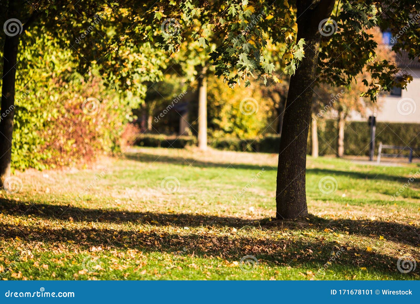 Closeup Shot of a Tree with Green, Brown Leaves with a Blurred