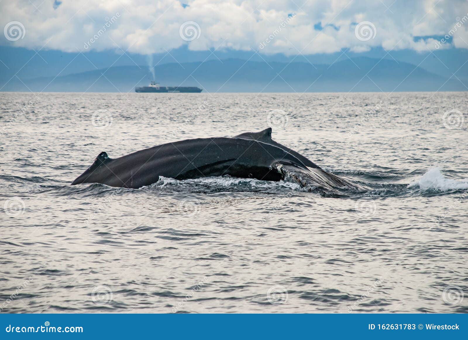 Closeup Shot of Two Humpback Whales Cruising in the Coast of Vancouver ...