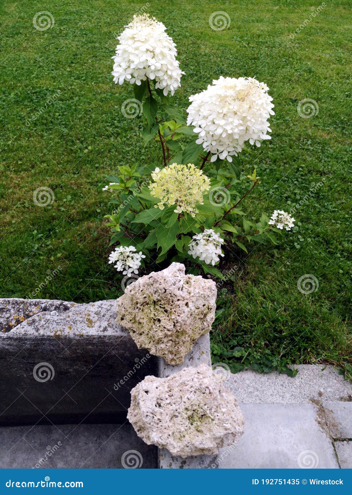Closeup Shot of Two Rocks on a Garden Wall Stock Image Image of brown