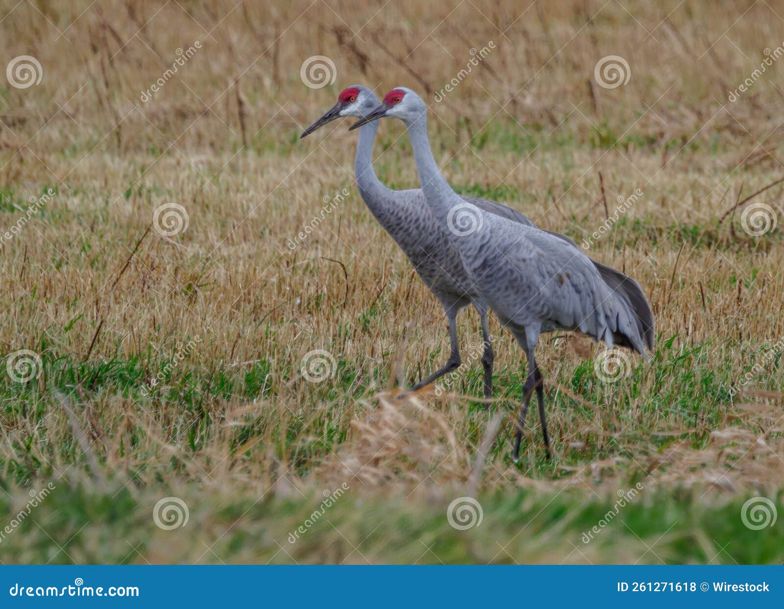 Closeup Shot of Two Sandhill Cranes Foraging on a Field during Fall