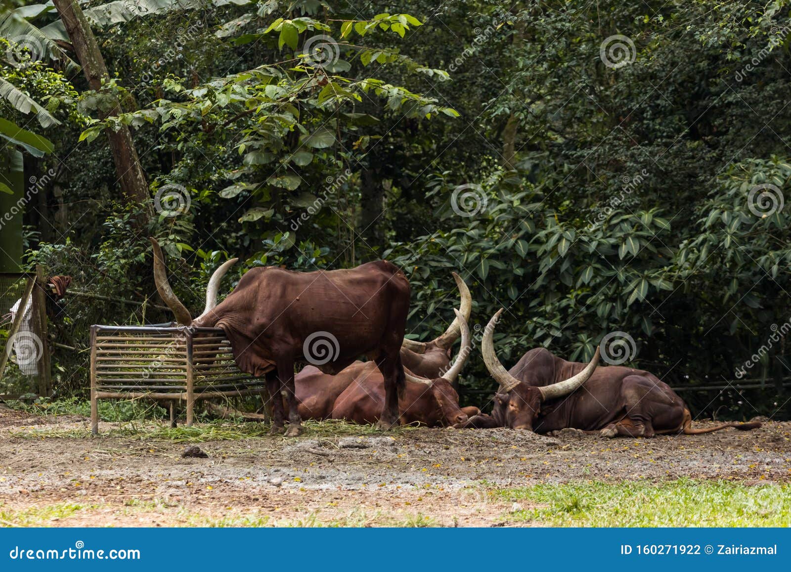 Buffalo in malay
