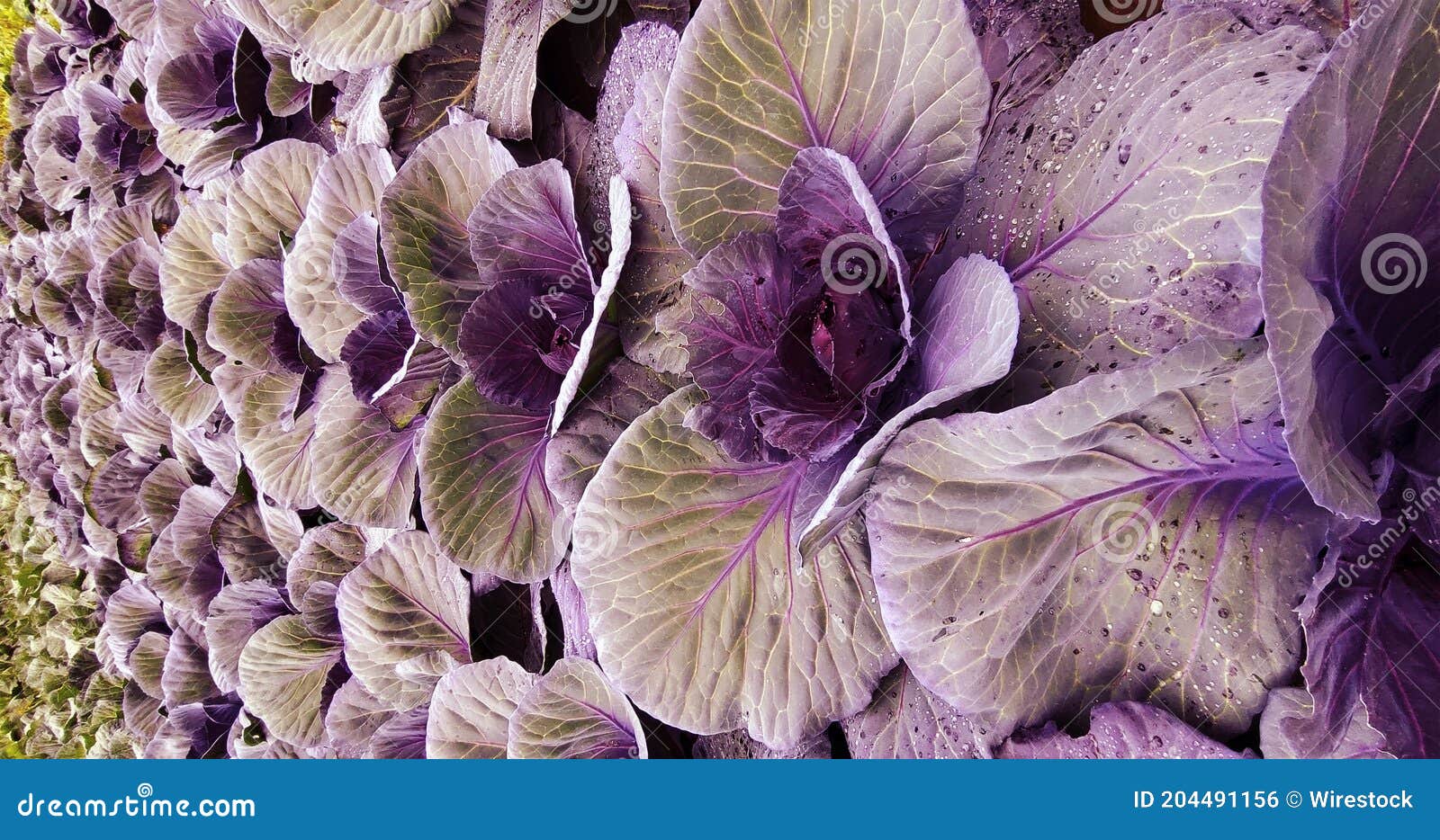 Closeup Shot of Wild Cabbage Stock Photo Image of colours, season