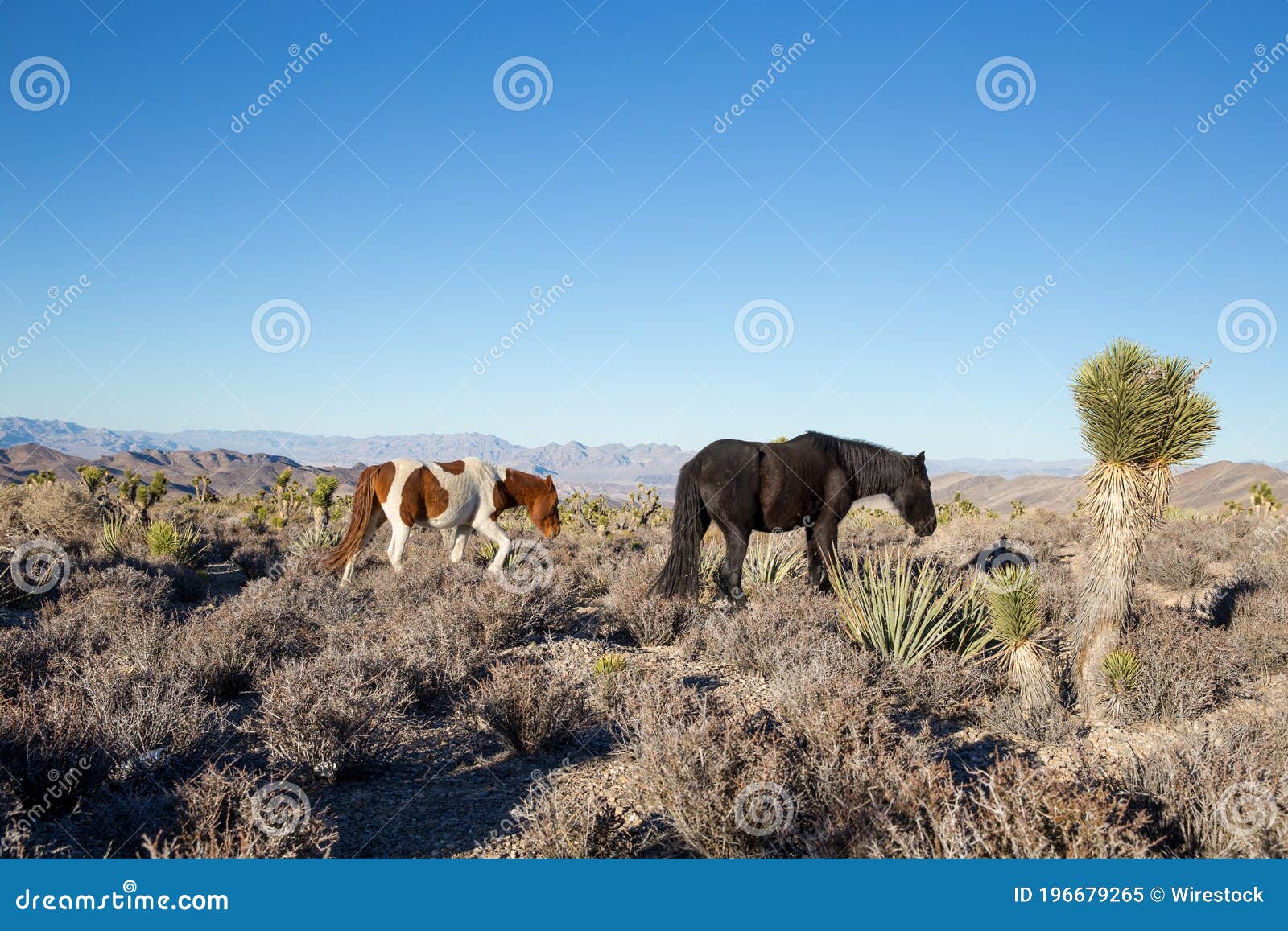 Closeup Shot of Wild Horses in Cold Creek, Nevada Stock Image Image