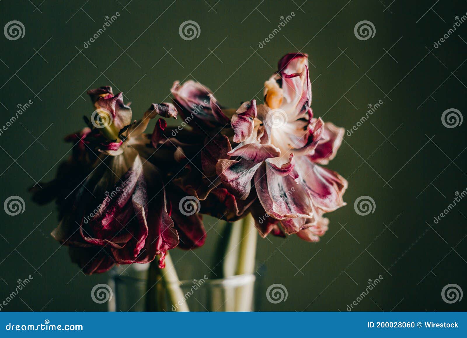 Wilting Closeup Of Red Rose Petals RoyaltyFree Stock Photography