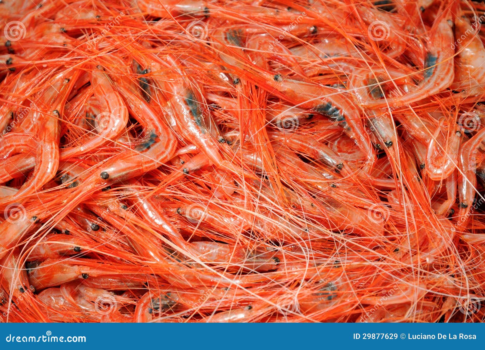 Shrimps. the fish market stock image. Image of freshness 29877629