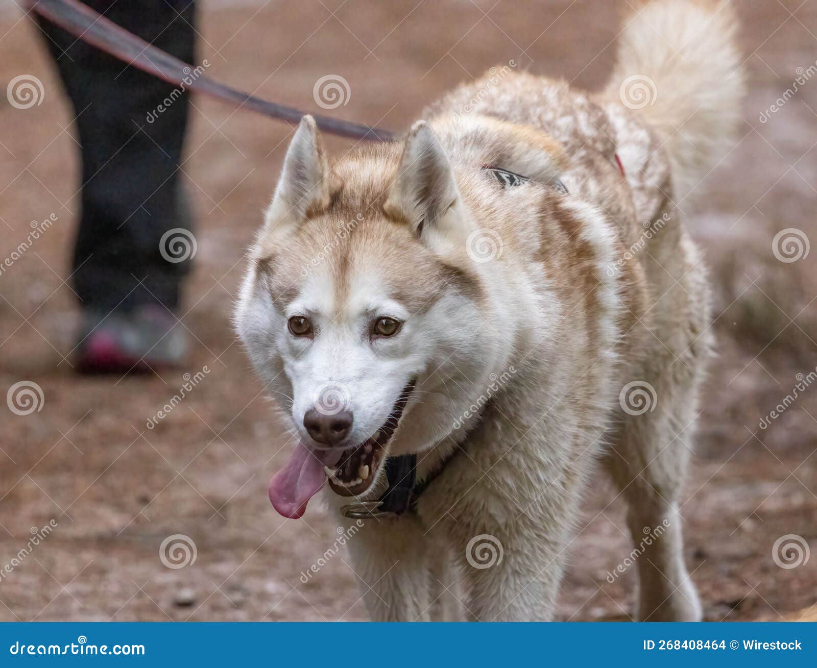 Closeup of a Siberian Husky Dog on a Leash Standing and Panting Stock
