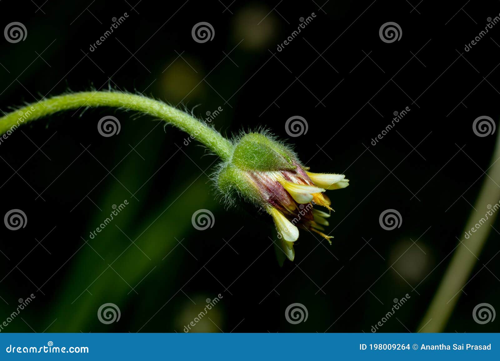 Closeup Side Shot of a Daisy Flower before Blooming Stock Photo Image of spring, growth 198009264