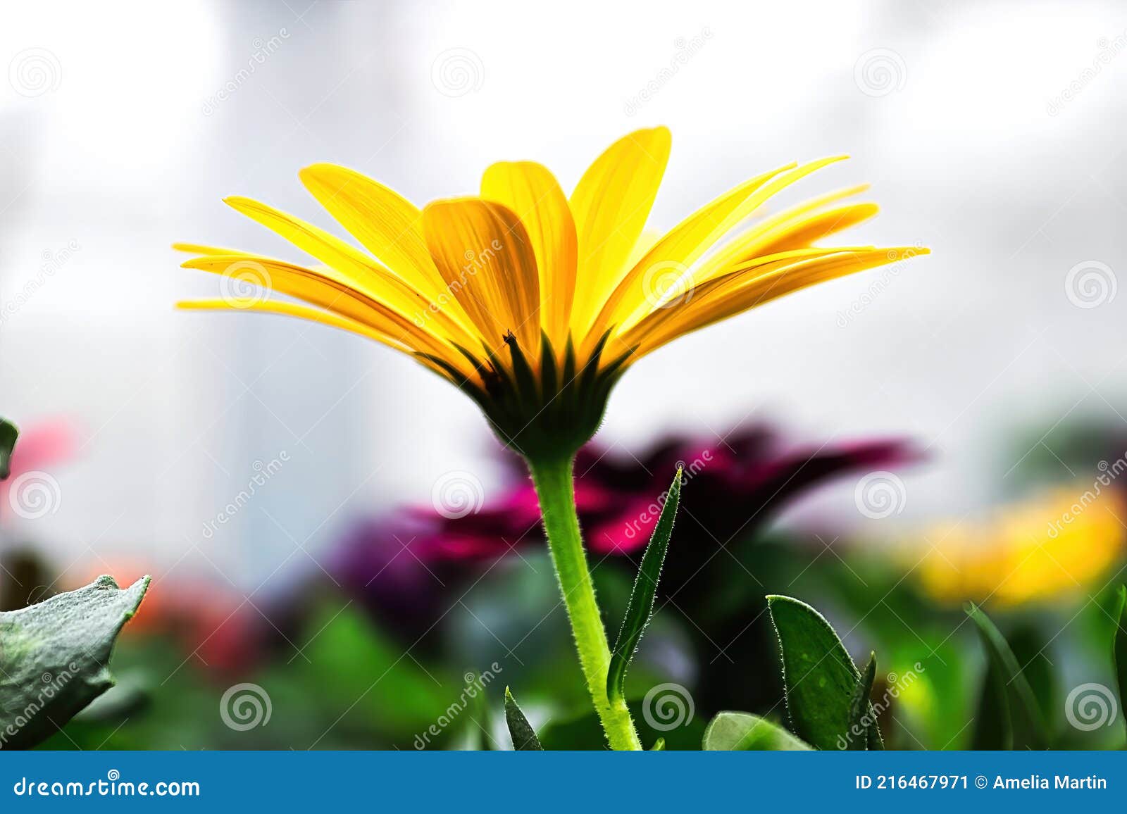 Closeup Side View of a Yellow African Daisy in Bloom Stock Image