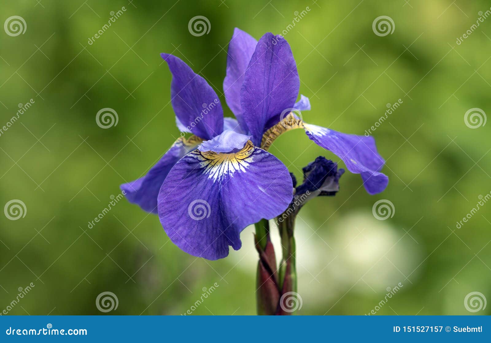 18,18 Iris Flower Closeup Photos   Free & Royalty Free Stock ...