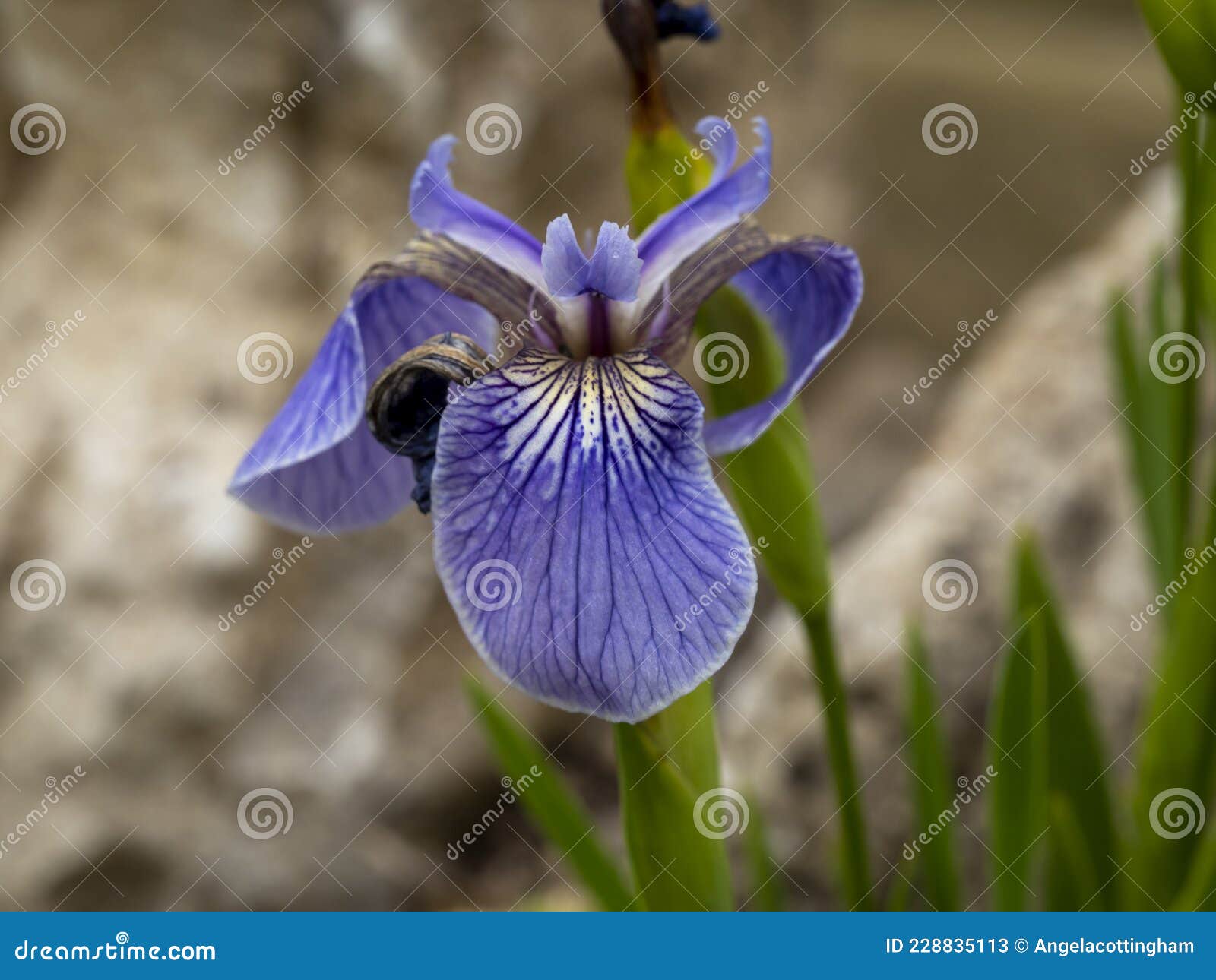 Closeup of a Single Iris Setosa Flower Stock Image - Image of flower,  botanical: 228835113