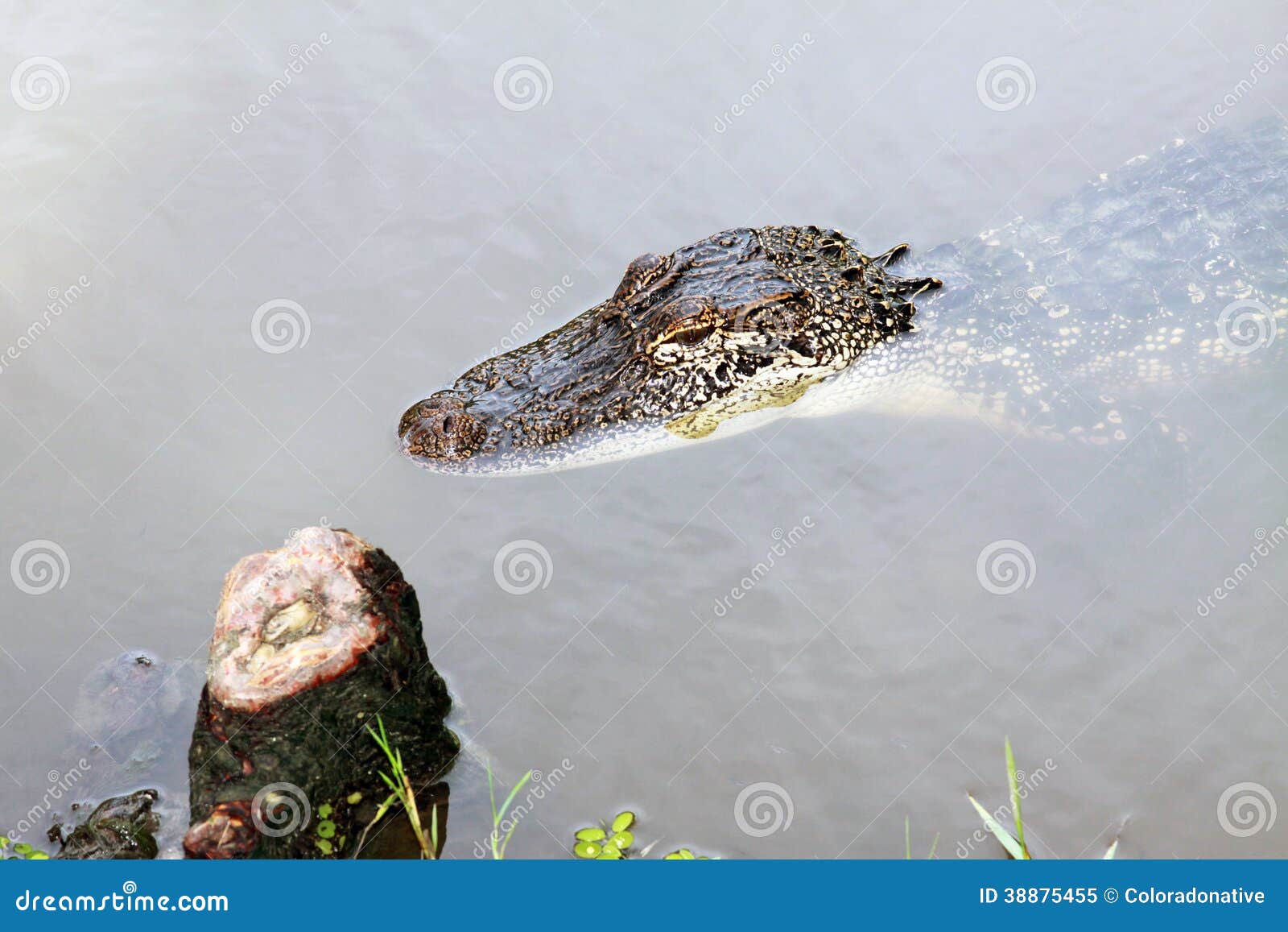 closeup of a small alligator