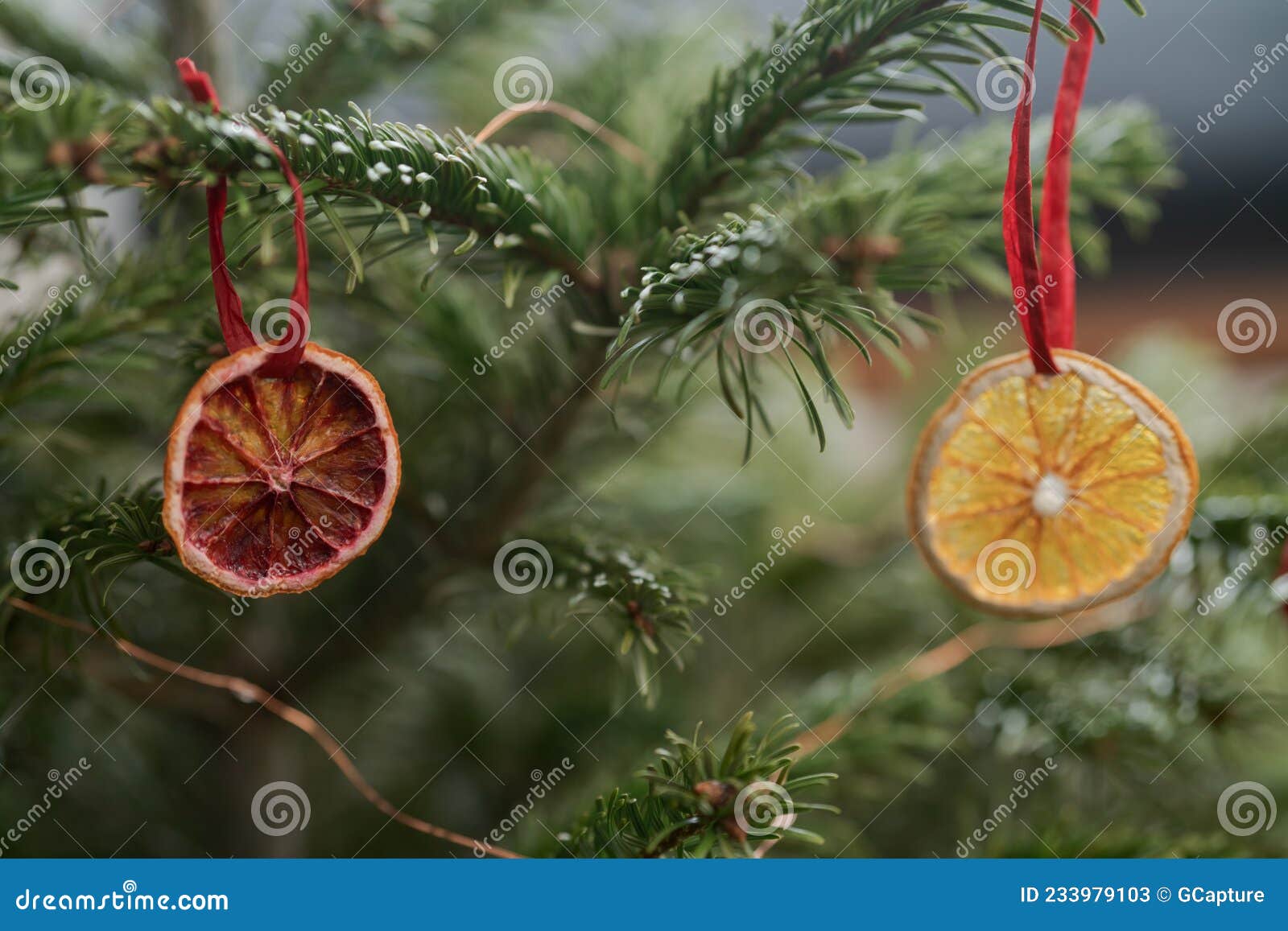 Closeup Small Christmas Tree with Dried Oranges As Decorations for