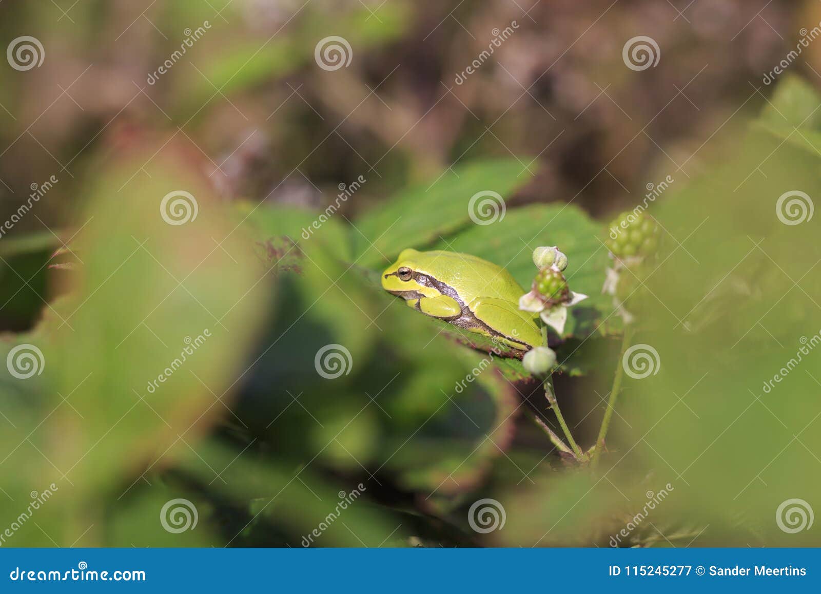 closeup of a small european tree frog hyla arborea or rana arbo