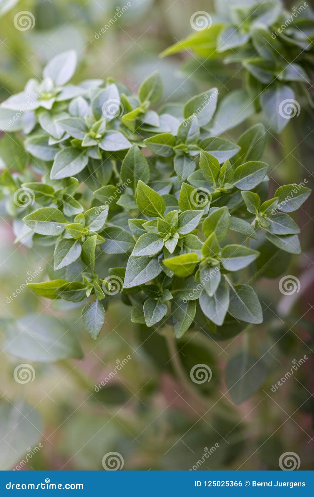 Small leaf basil plant stock photo. Image of ingredient 125025366