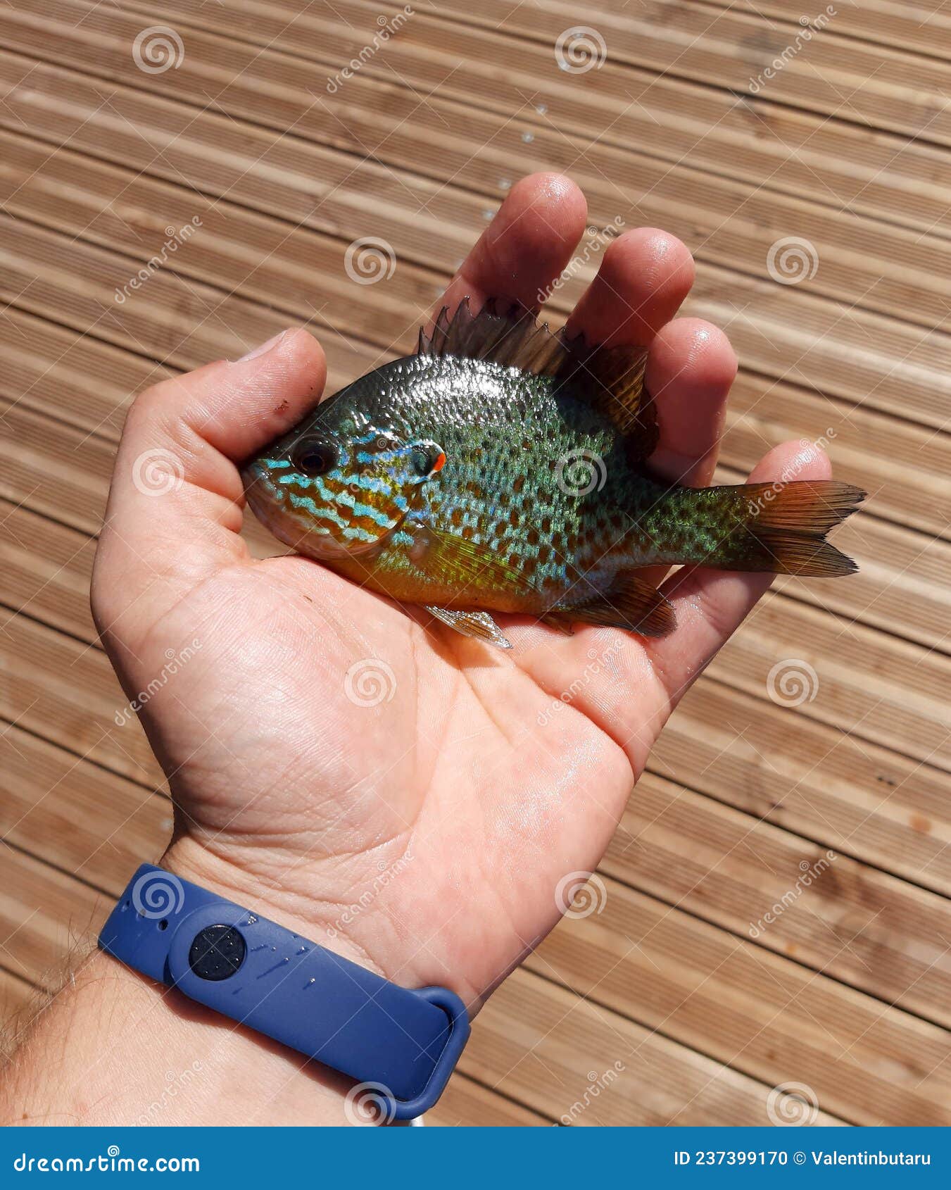 Closeup of a Small Pumpkinseed Sunfish Lepomis Gibbosus Held in a