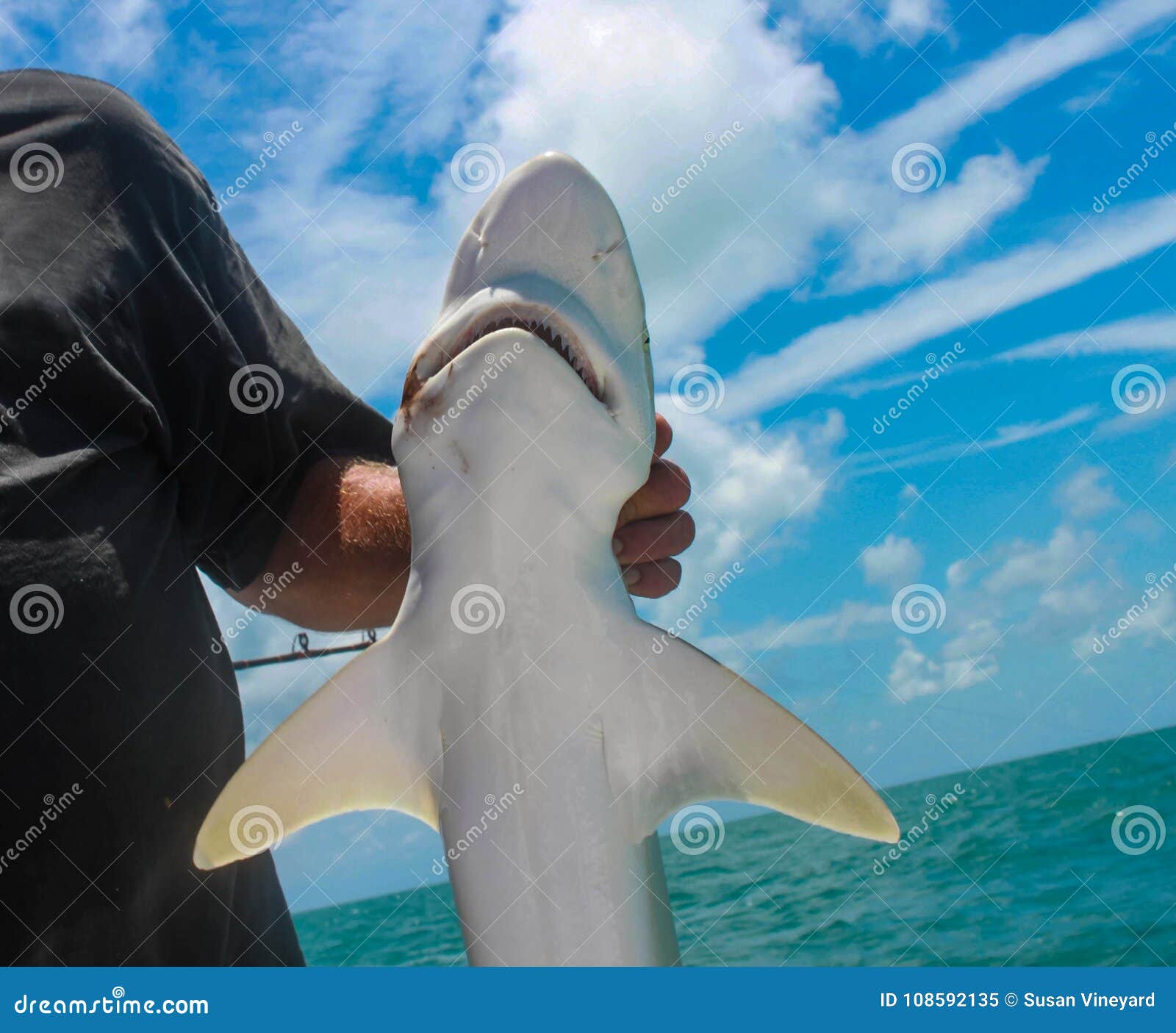 Closeup of Small Shark Held by Fisherman on Deep Sea Fishing Boat Stock  Image - Image of swimming, horizon: 108592135
